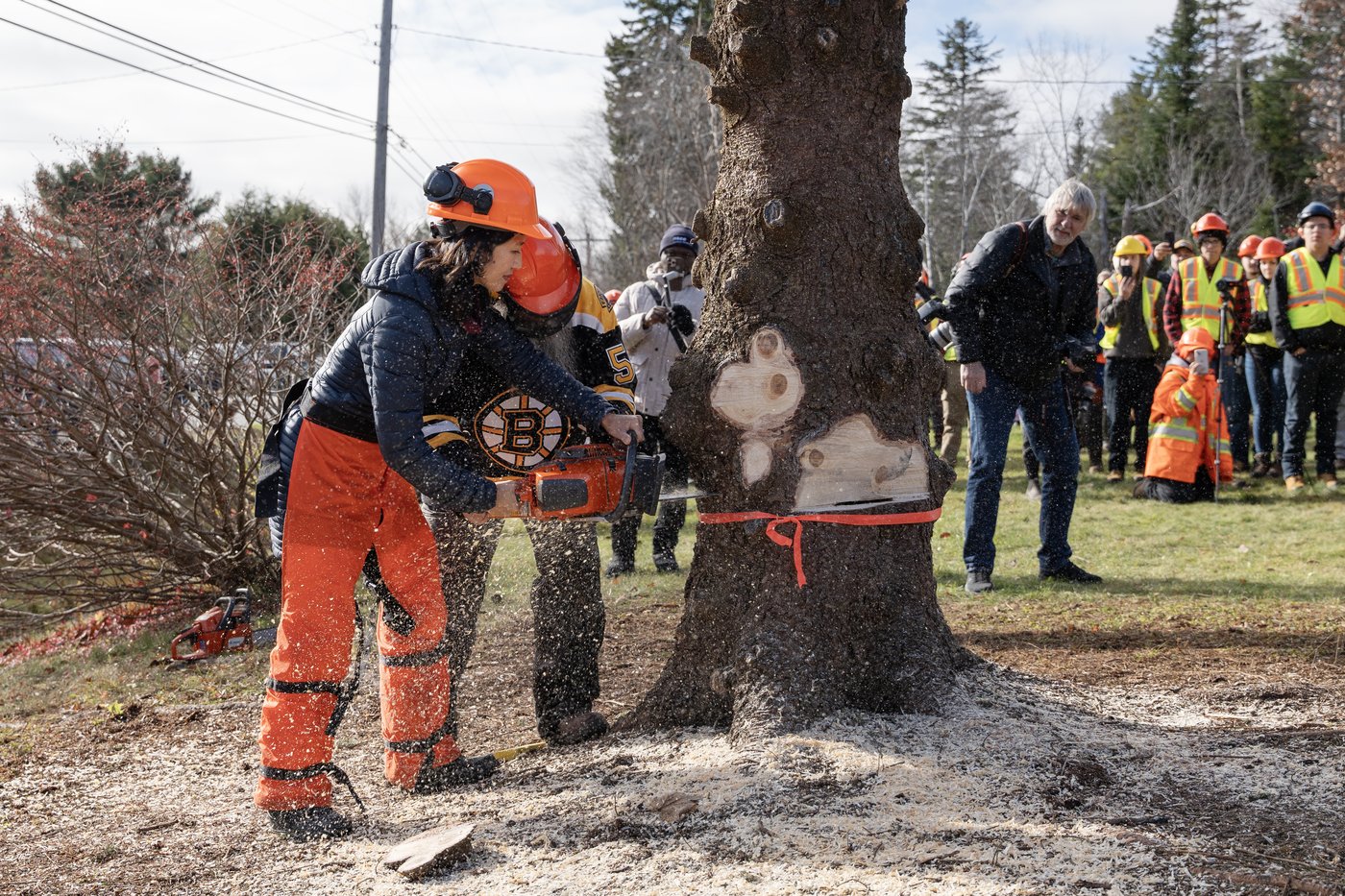 Photo Gallery: Annual N.S. Christmas tree gift en route to Boston | iNFOnews.ca