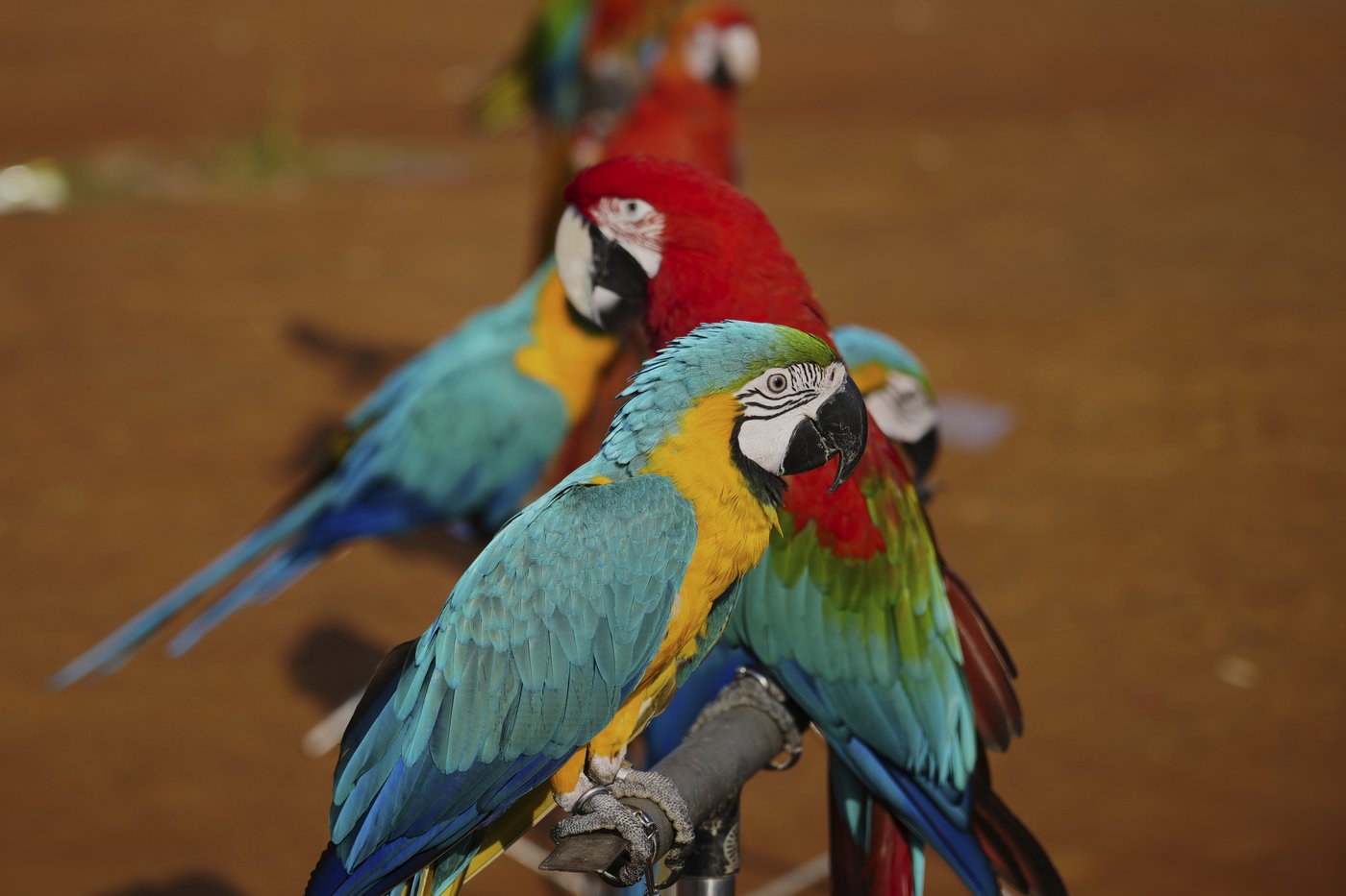Photos show how an Indonesian motorbike mechanic became a macaw trainer | iNFOnews.ca