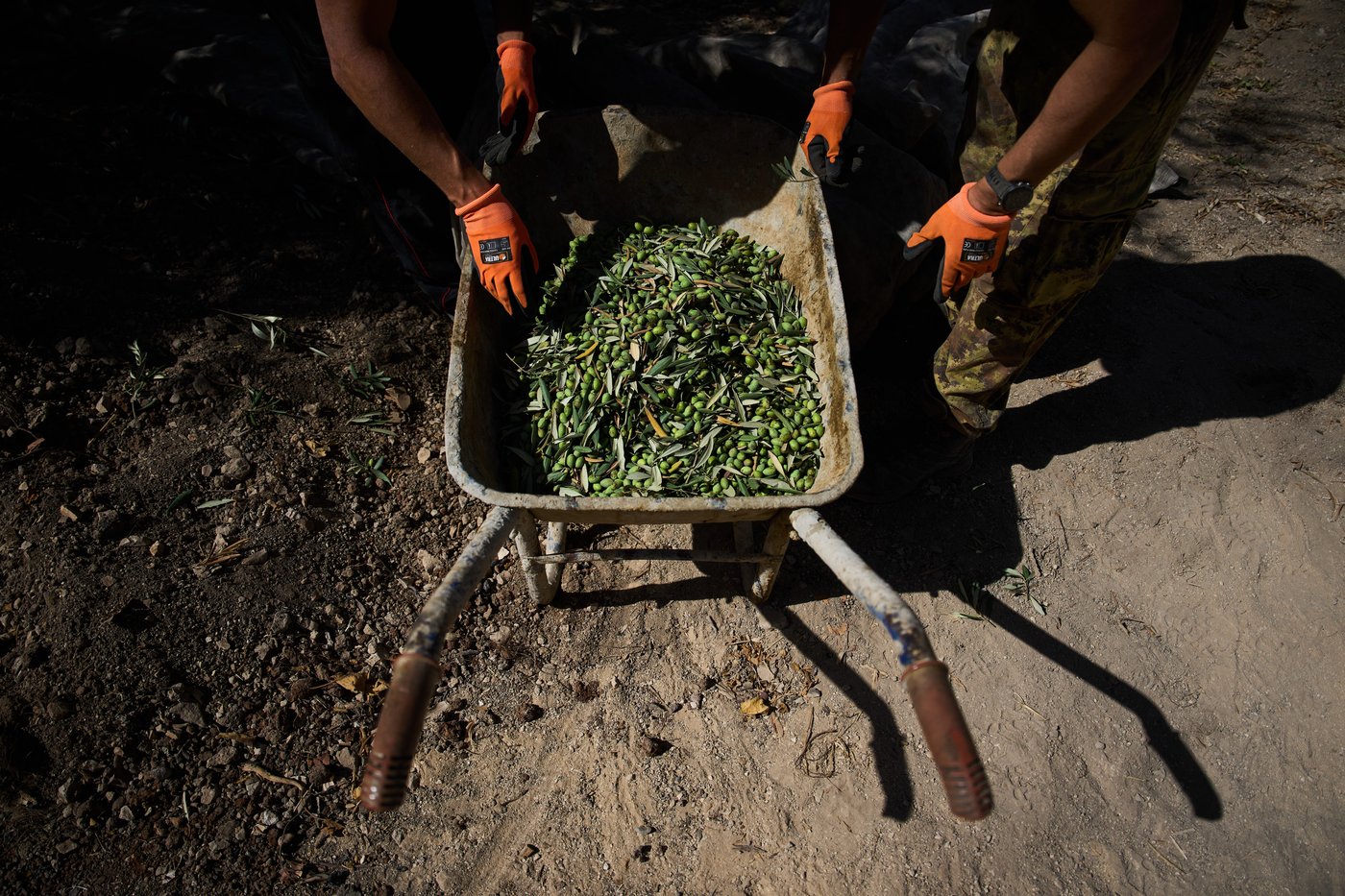 Photos show monks and nuns harvesting olives on the Holy Land’s Mount of Olives | iNFOnews.ca