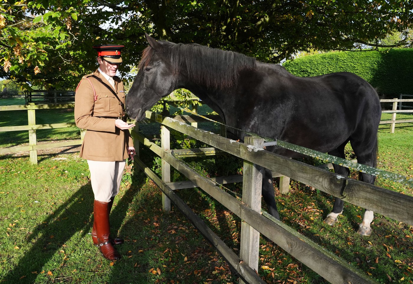 British army horse that galloped through London after being spooked gets well-deserved retirement | iNFOnews.ca British army horse that galloped through London after being spooked gets well-deserved retirement | iNFOnews.ca
