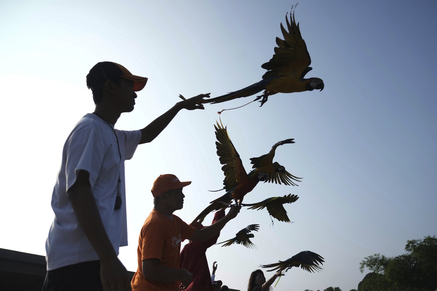 Photos show how an Indonesian motorbike mechanic became a macaw trainer | iNFOnews.ca