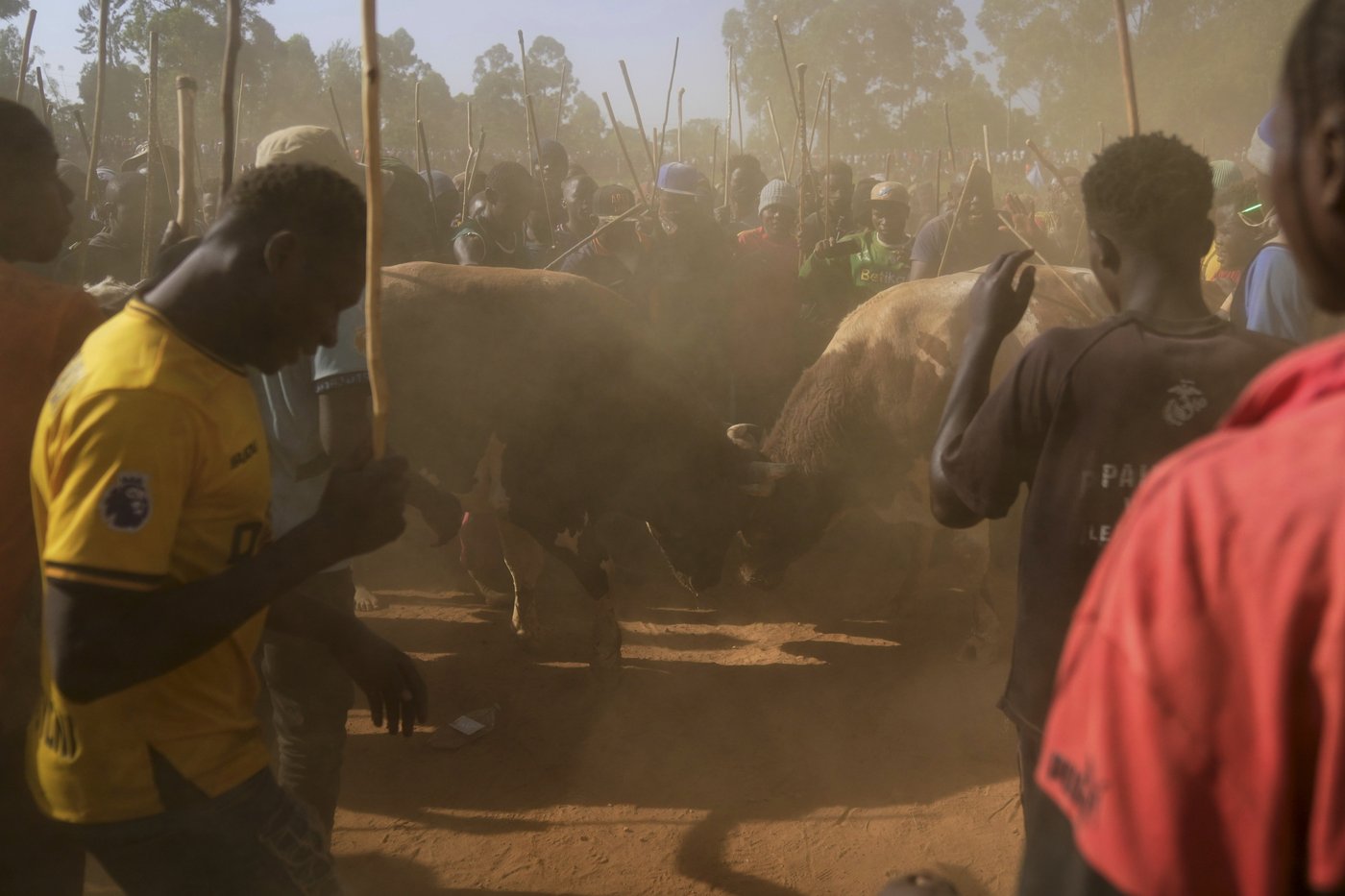 Photos show a bullfight in Kenya, where an ancient sport attracts modern-day bets | iNFOnews.ca