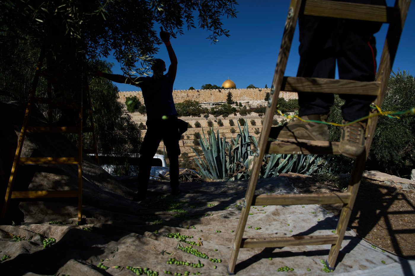 Photos show monks and nuns harvesting olives on the Holy Land’s Mount of Olives | iNFOnews.ca