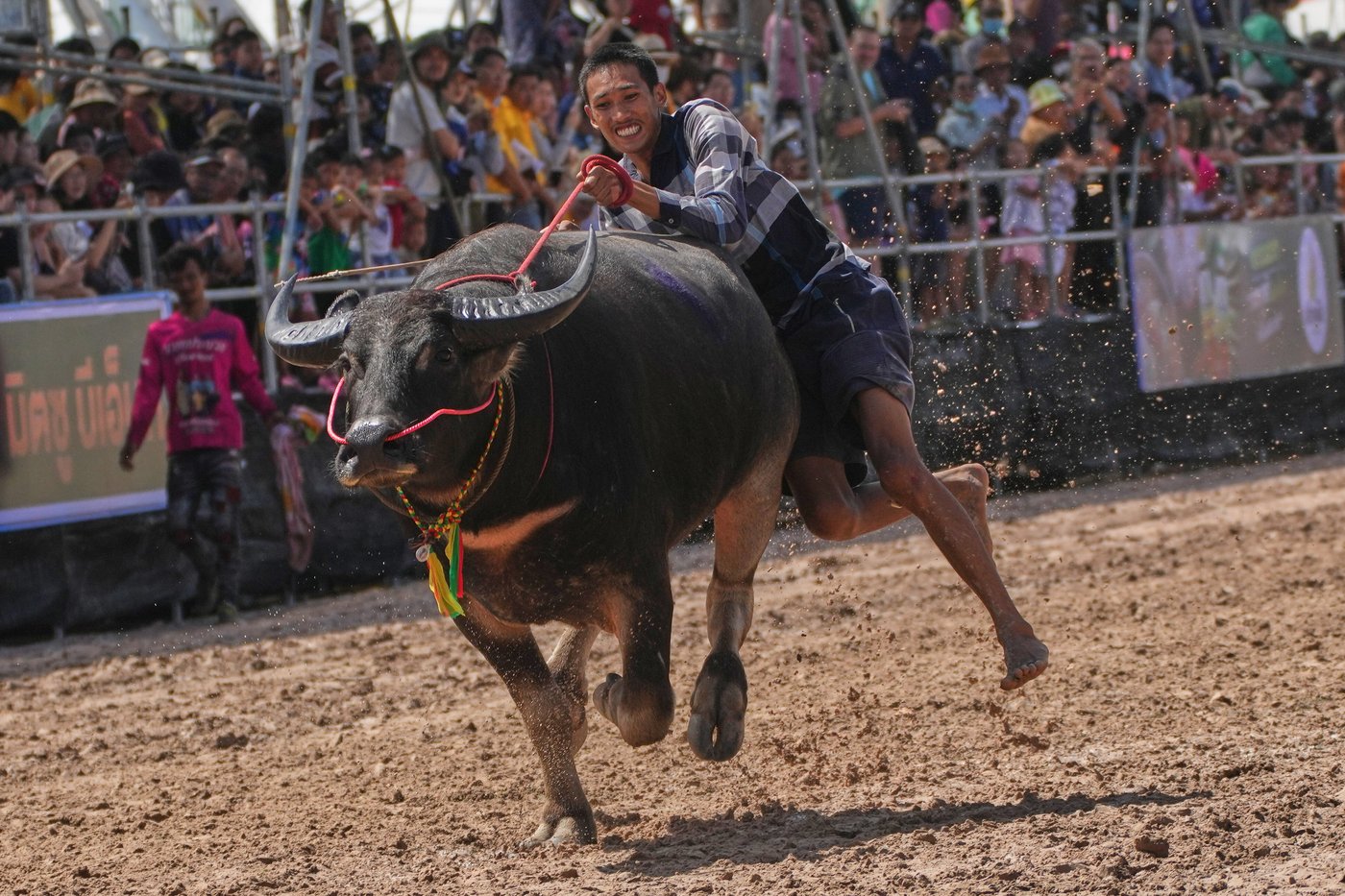 Thailand's water buffaloes have upgraded their status from draft animals to prized competitors | iNFOnews.ca