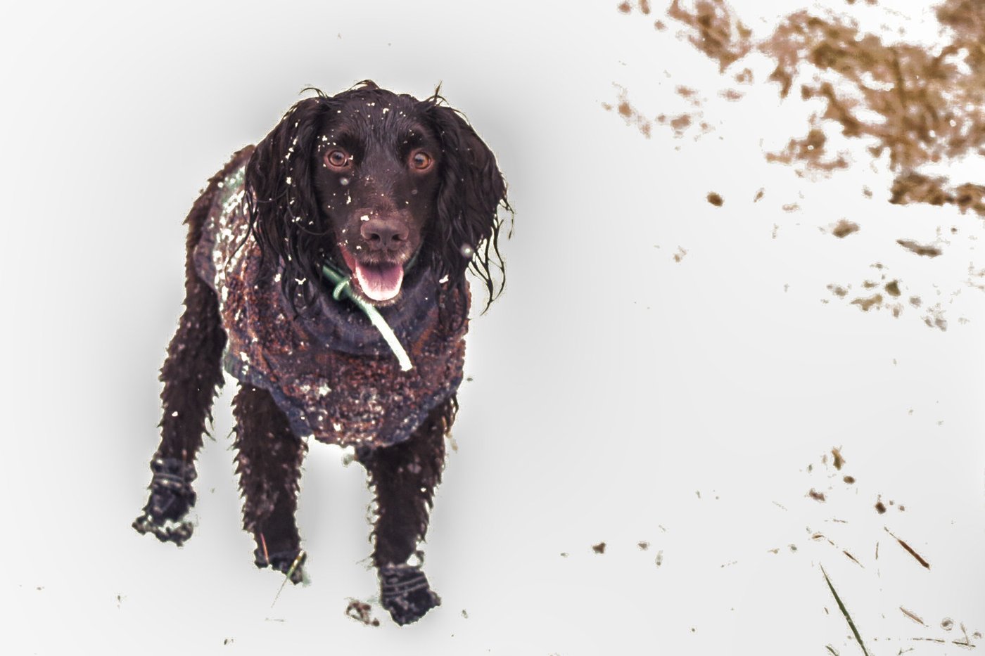 Don't forget pets when preparing for winter's cold. Here's what experts recommend | iNFOnews.ca