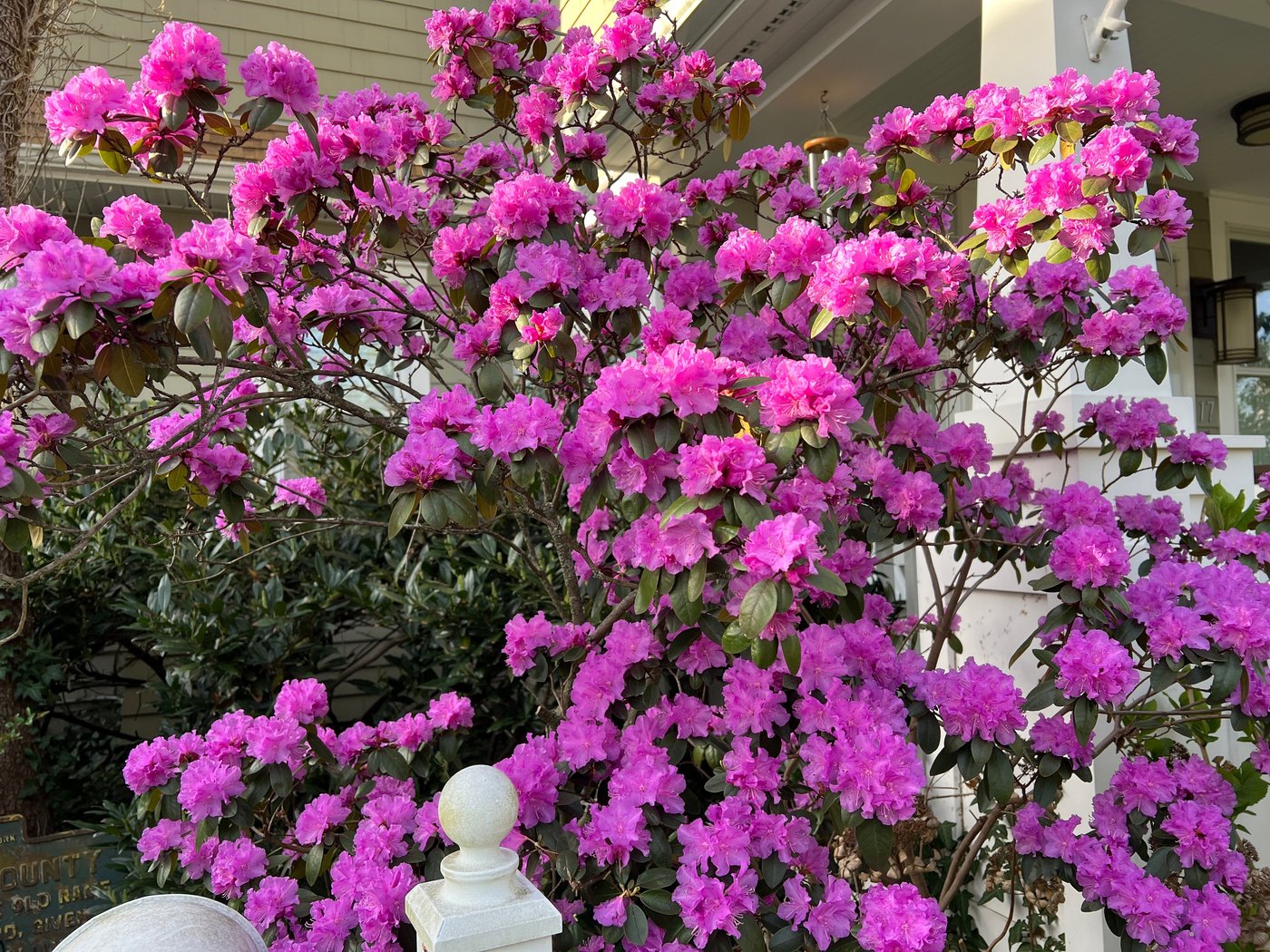 Transplanting shrubs: Timing and technique for a thriving garden | iNFOnews.ca Transplanting shrubs: Timing and technique for a thriving garden | iNFOnews.ca