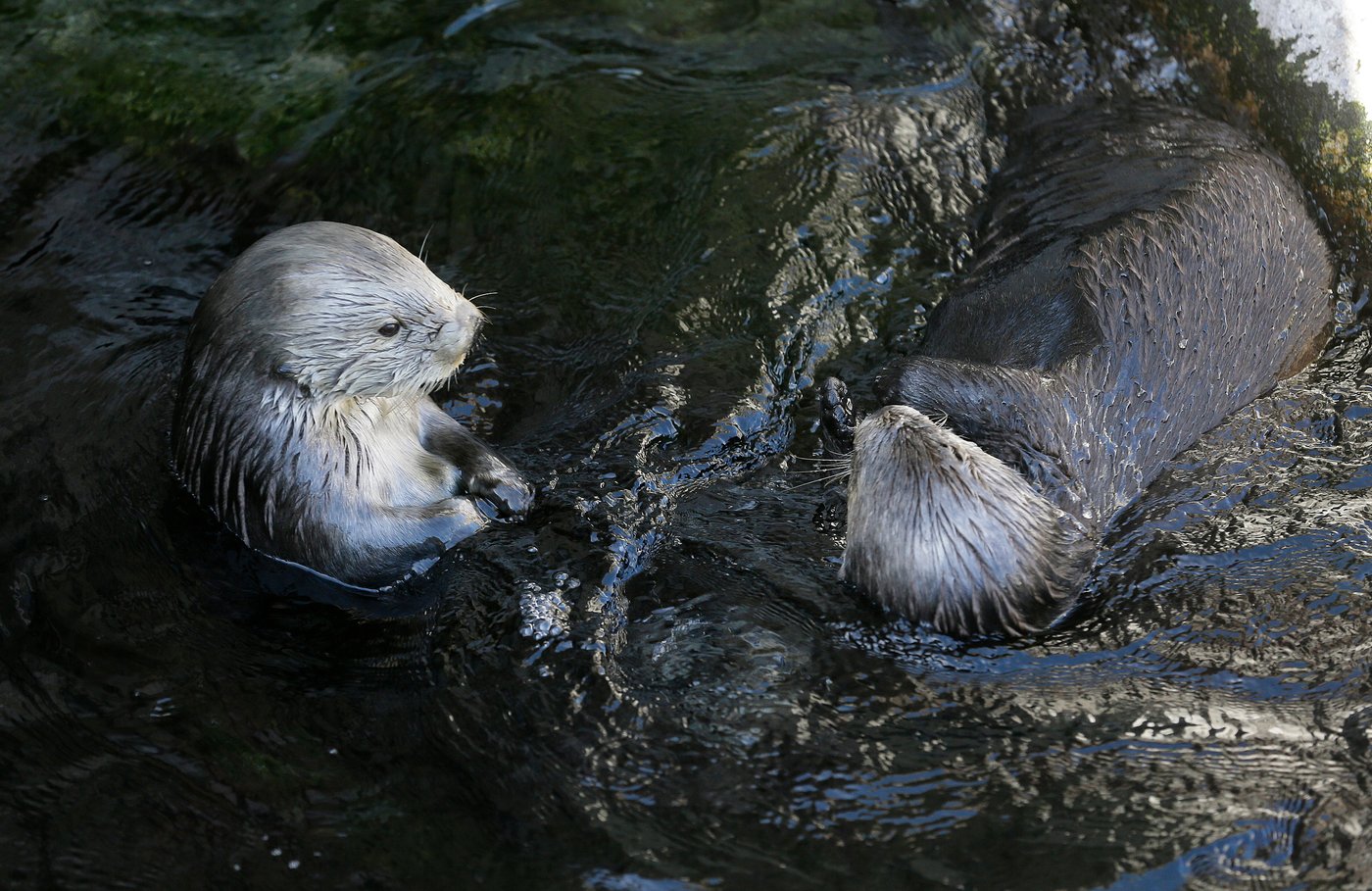 Republicans try to weaken 50-year-old law protecting whales, seals and polar bears | iNFOnews.ca Republicans try to weaken 50-year-old law protecting whales, seals and polar bears | iNFOnews.ca