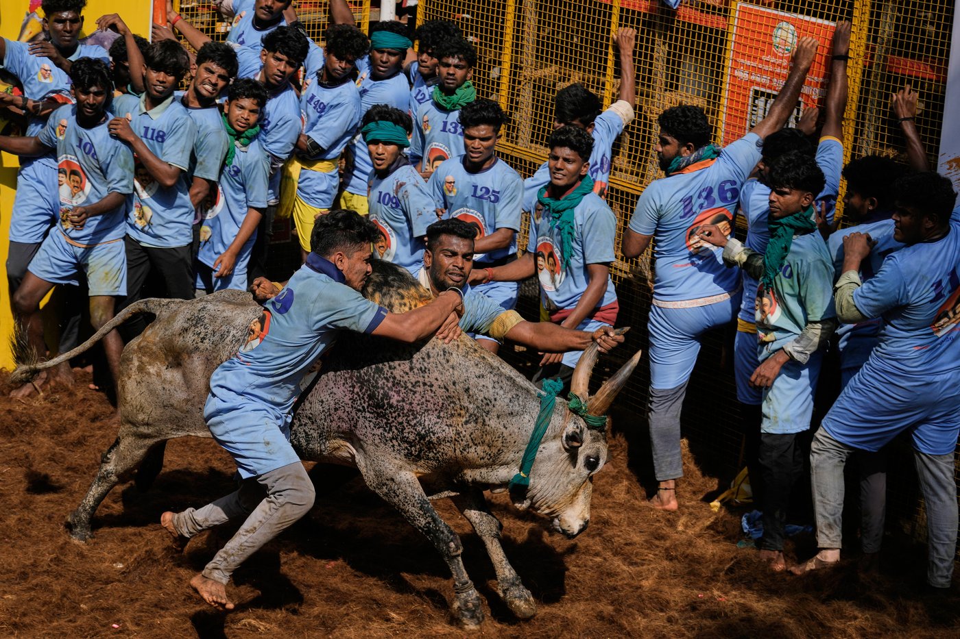 PHOTO ESSAY: Centuries-old bull festival in southern India remains a popular draw | iNFOnews.ca