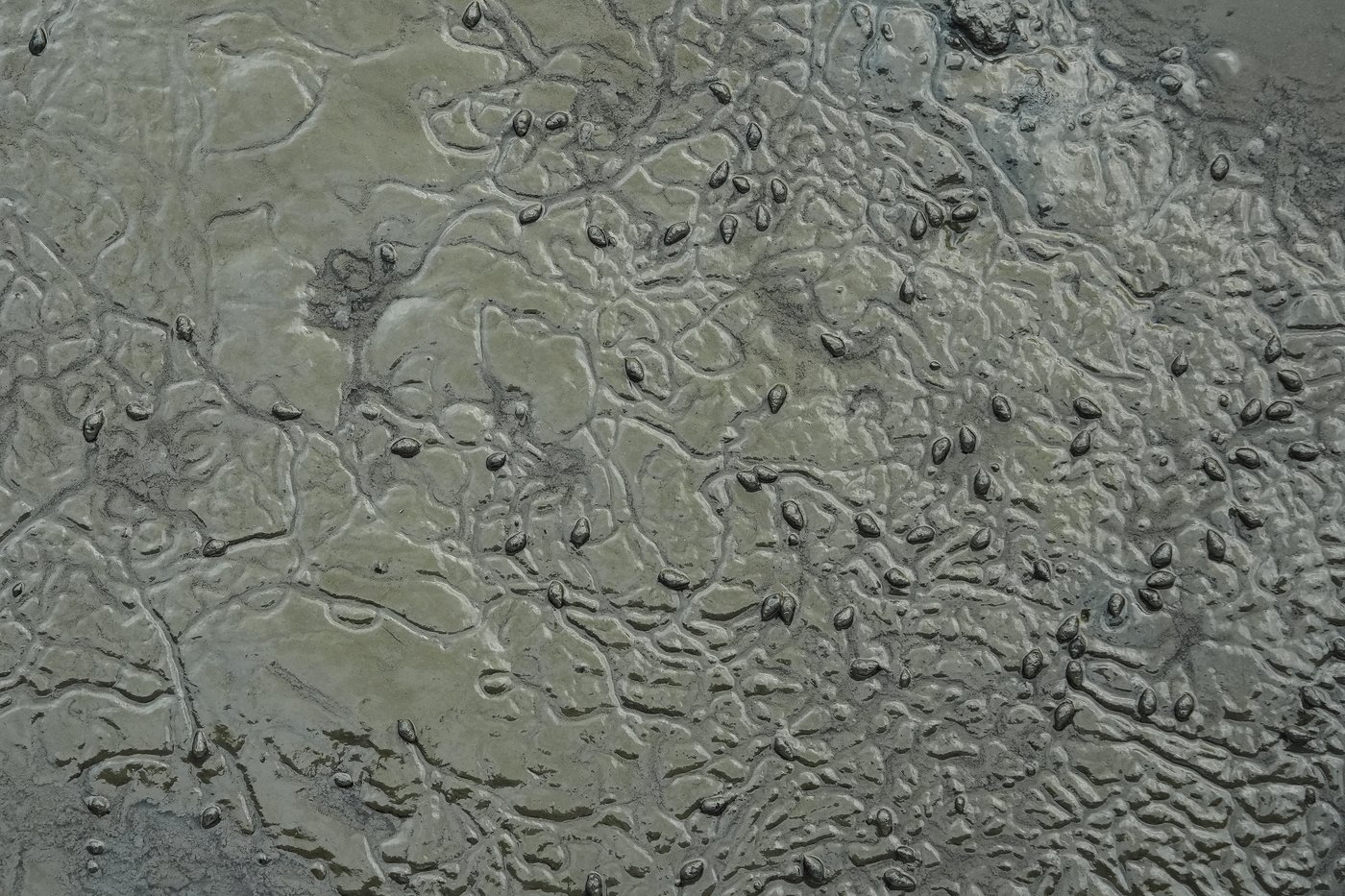 How friends in South Carolina are restoring a wetland and bringing their neighborhood together | iNFOnews.ca