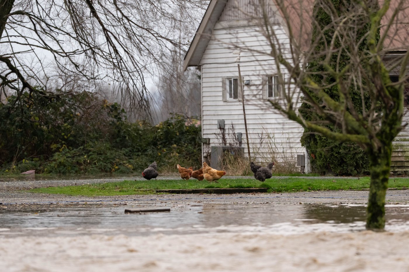 Photo Gallery: Flooding in B.C.'s Lower Interior | iNFOnews.ca