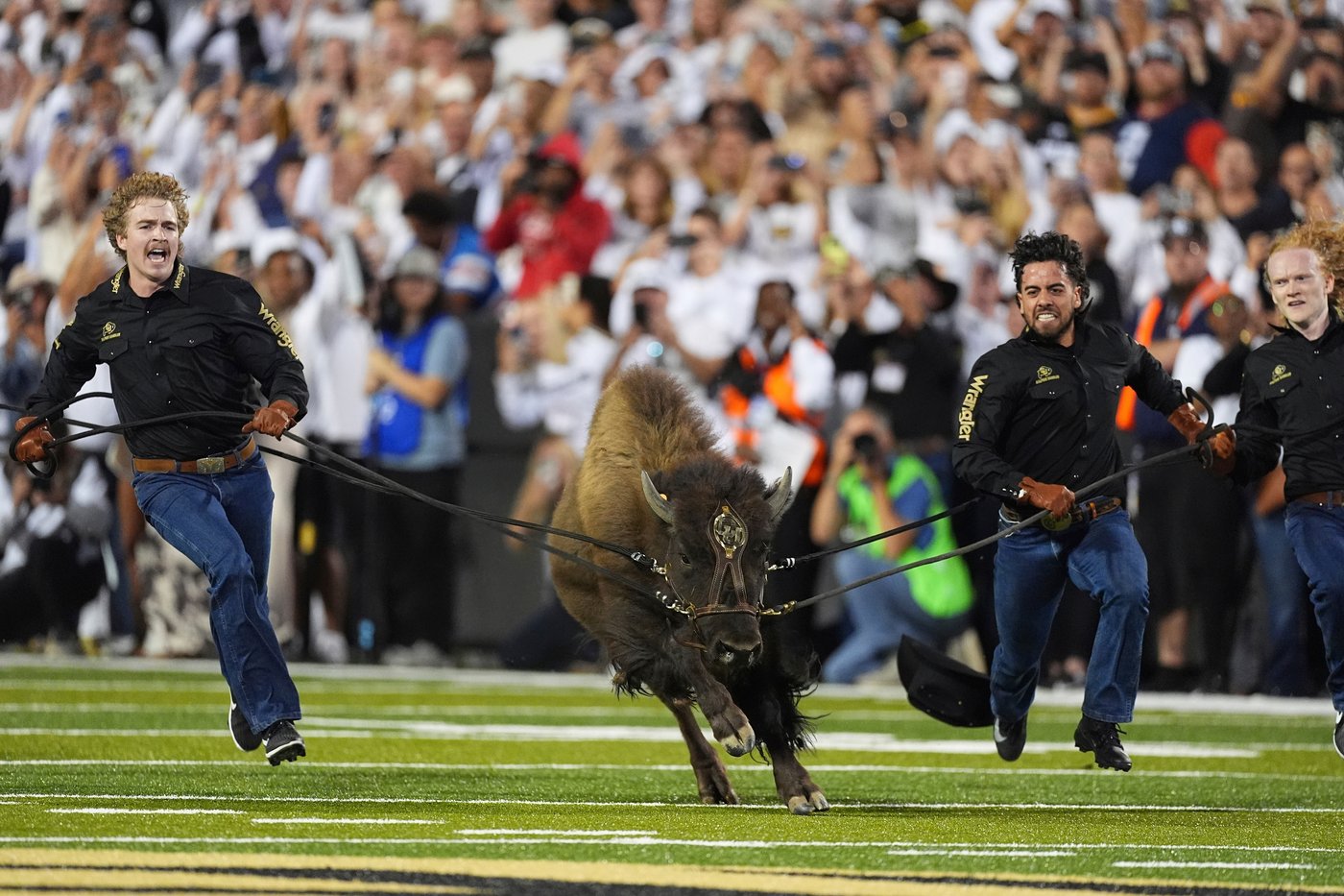 Colorado's live mascot Ralphie VII makes her debut at Folsom Field in front of cheering crowd | iNFOnews.ca Colorado's live mascot Ralphie VII makes her debut at Folsom Field in front of cheering crowd | iNFOnews.ca