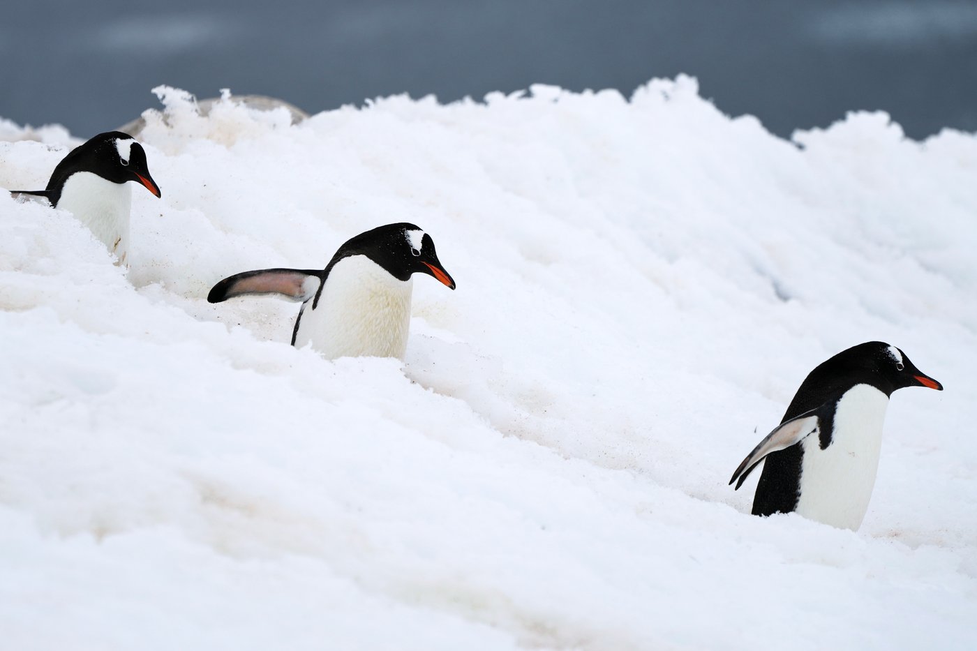 In Antarctica, photos show a remote area teeming with life amid growing risks from climate change | iNFOnews.ca