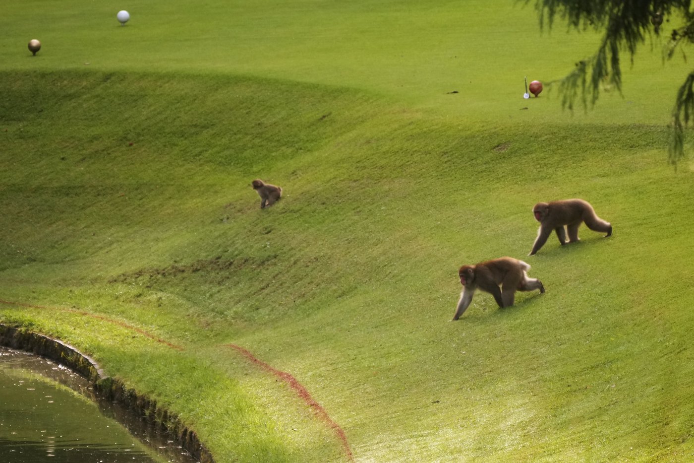 In Japan's Northern Alps, residents battle monkeys to protect homes and farms | iNFOnews.ca