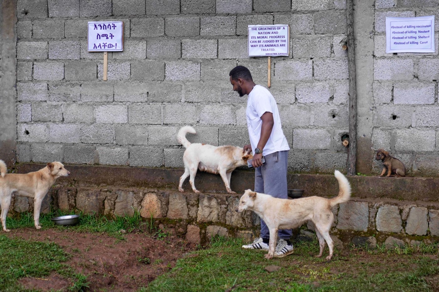 Abandoned dogs in Ethiopia's capital get little care. A woman wants to change that | iNFOnews.ca