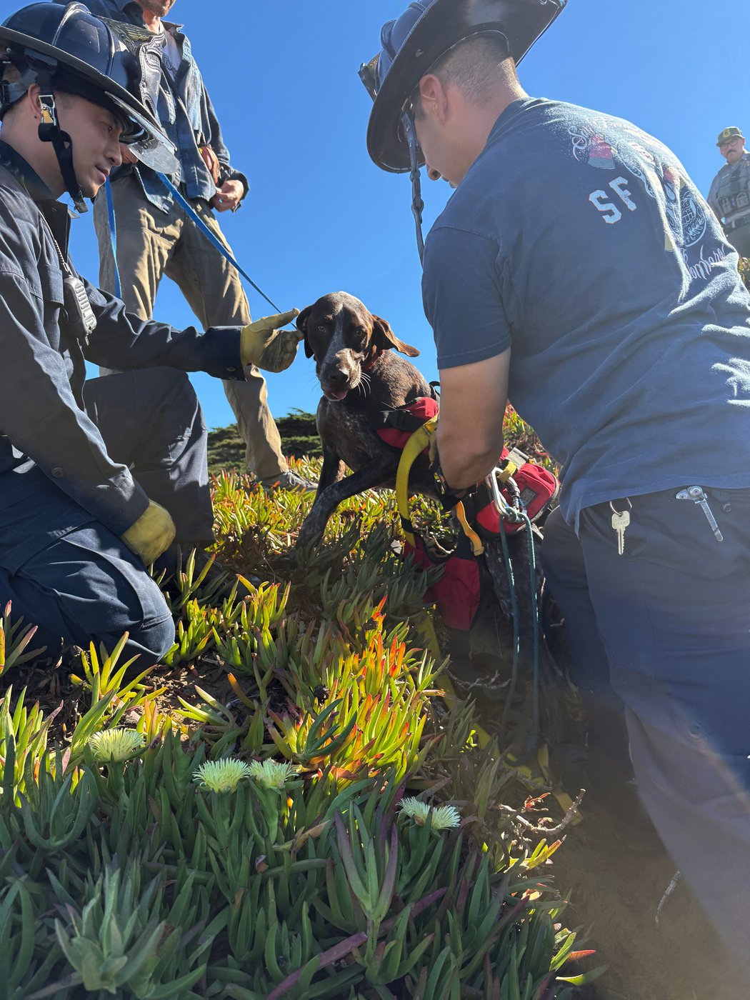 A San Francisco dog wags its tail and kisses rescuers after it's plucked from the side of a cliff | iNFOnews.ca A San Francisco dog wags its tail and kisses rescuers after it's plucked from the side of a cliff | iNFOnews.ca