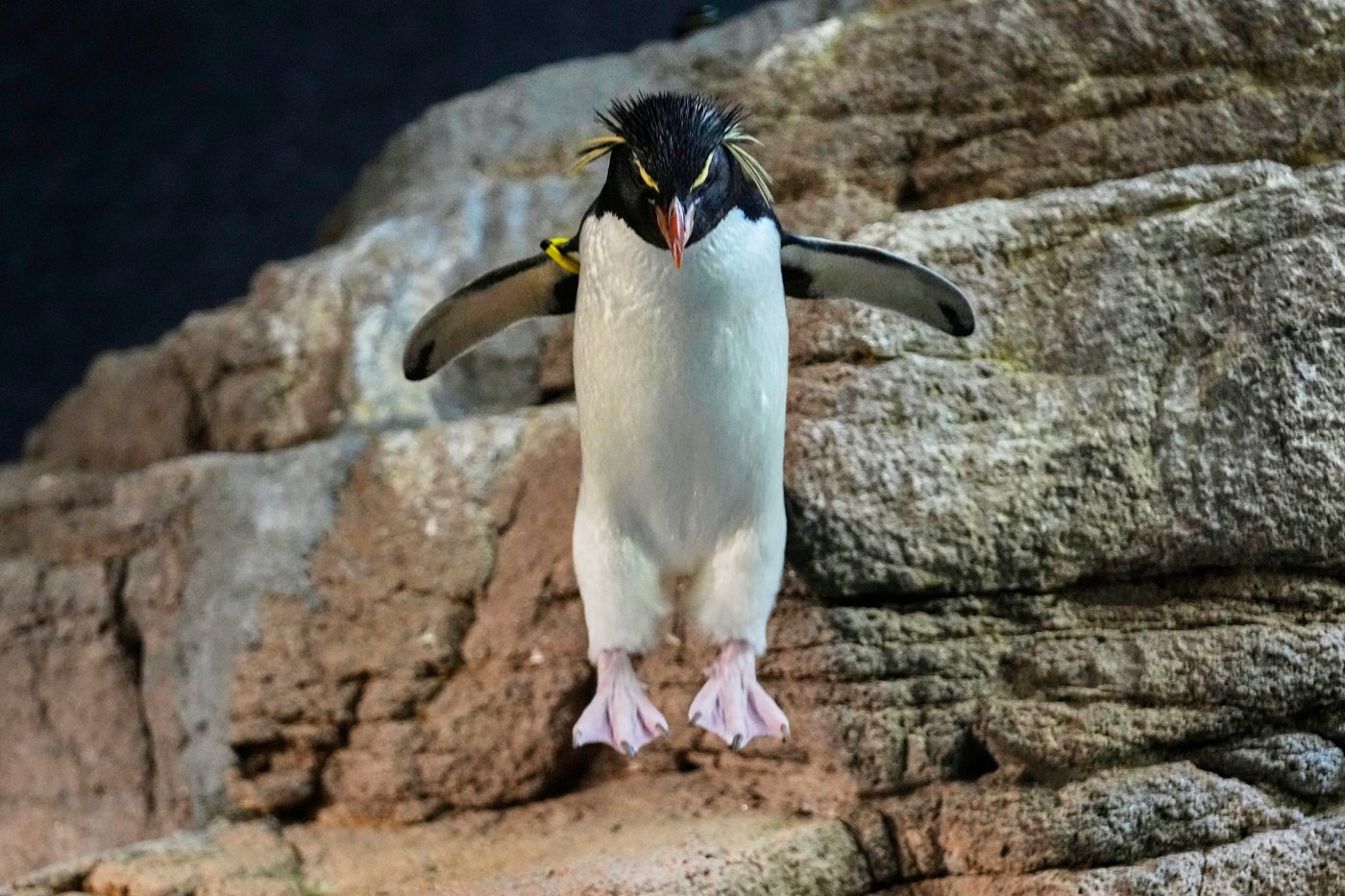 Much like a nursing home, penguins at a Boston aquarium can age with dignity | iNFOnews.ca Much like a nursing home, penguins at a Boston aquarium can age with dignity | iNFOnews.ca