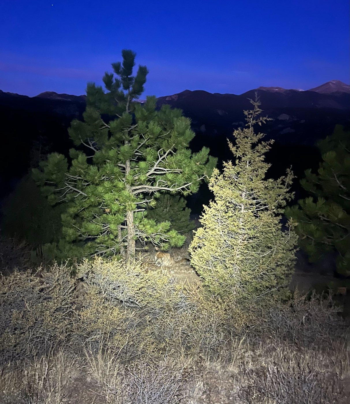 Man fought off a mountain lion weeks before a suspected fatal Colorado attack | iNFOnews.ca Man fought off a mountain lion weeks before a suspected fatal Colorado attack | iNFOnews.ca