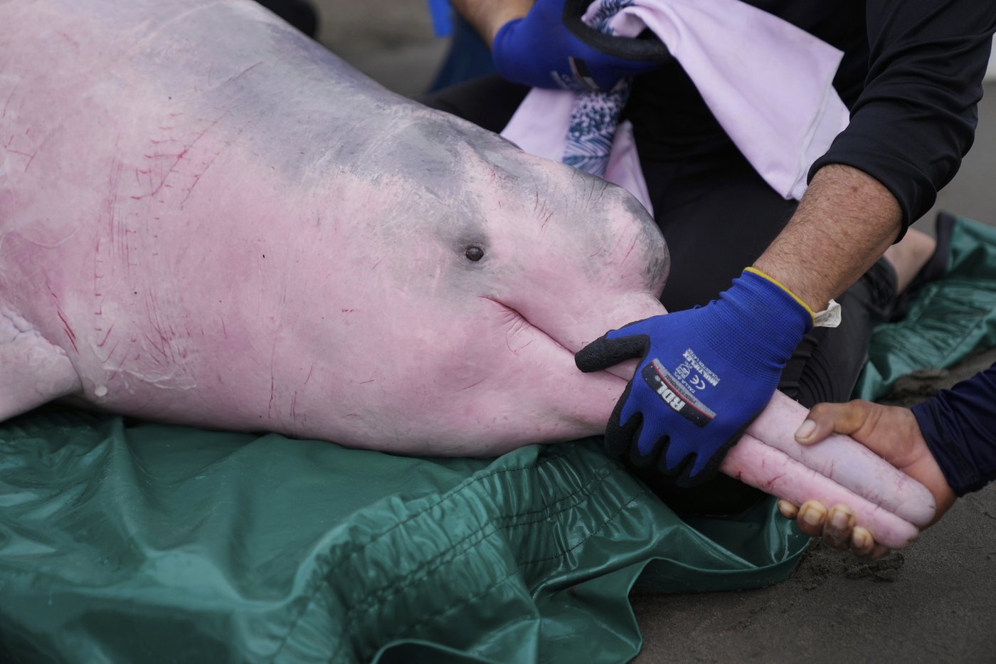 Endangered pink river dolphins face a rising mercury threat in the Amazon | iNFOnews.ca