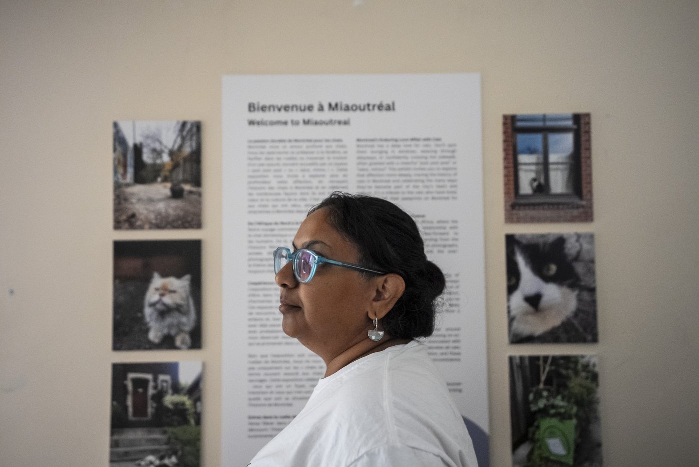 Montreal's Le Miaousée wants to become Canada's first permanent cat museum | iNFOnews.ca