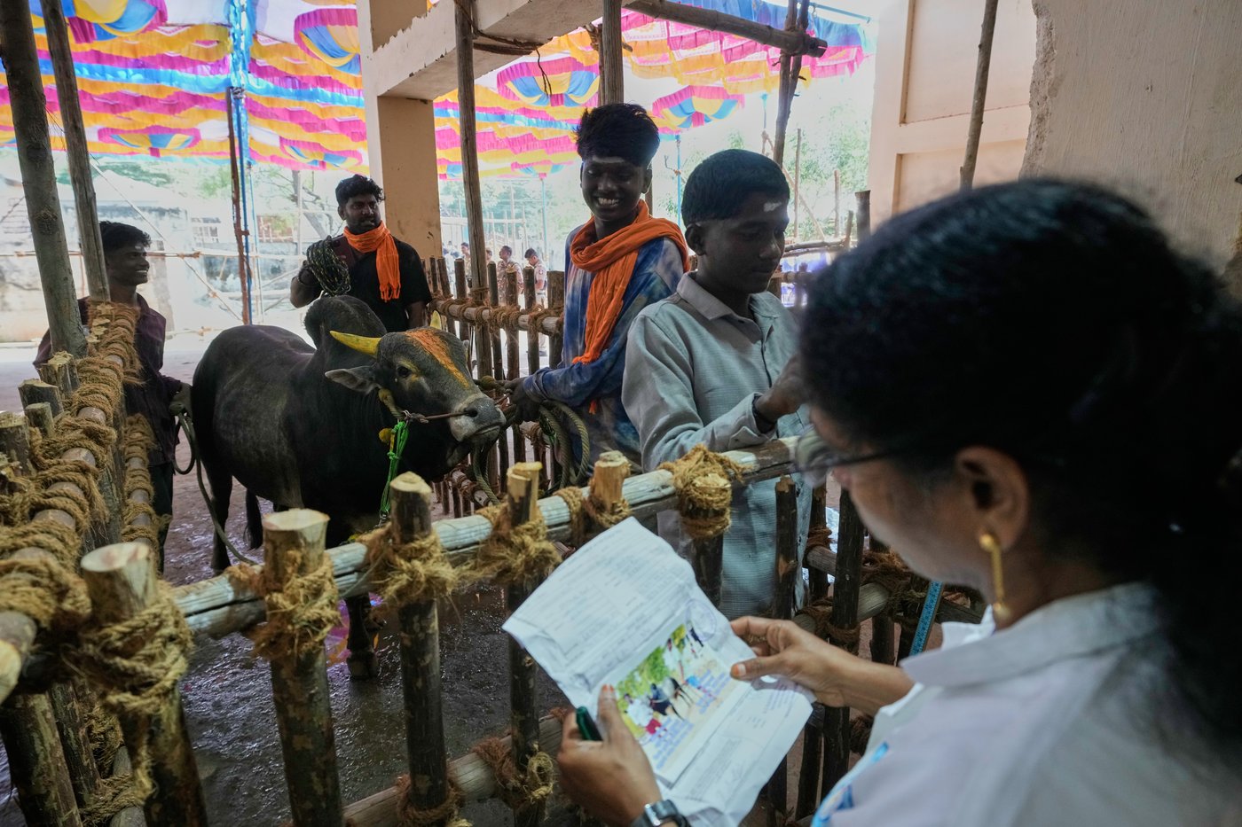 PHOTO ESSAY: Centuries-old bull festival in southern India remains a popular draw | iNFOnews.ca