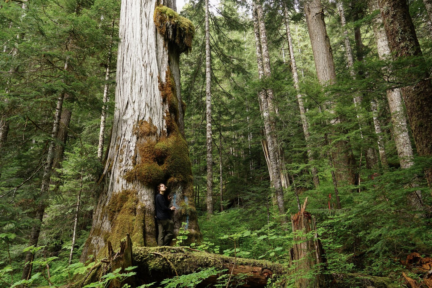 Why was 'incredible' giant cedar cut down, despite B.C.'s big-tree protection law? | iNFOnews.ca Why was 'incredible' giant cedar cut down, despite B.C.'s big-tree protection law? | iNFOnews.ca