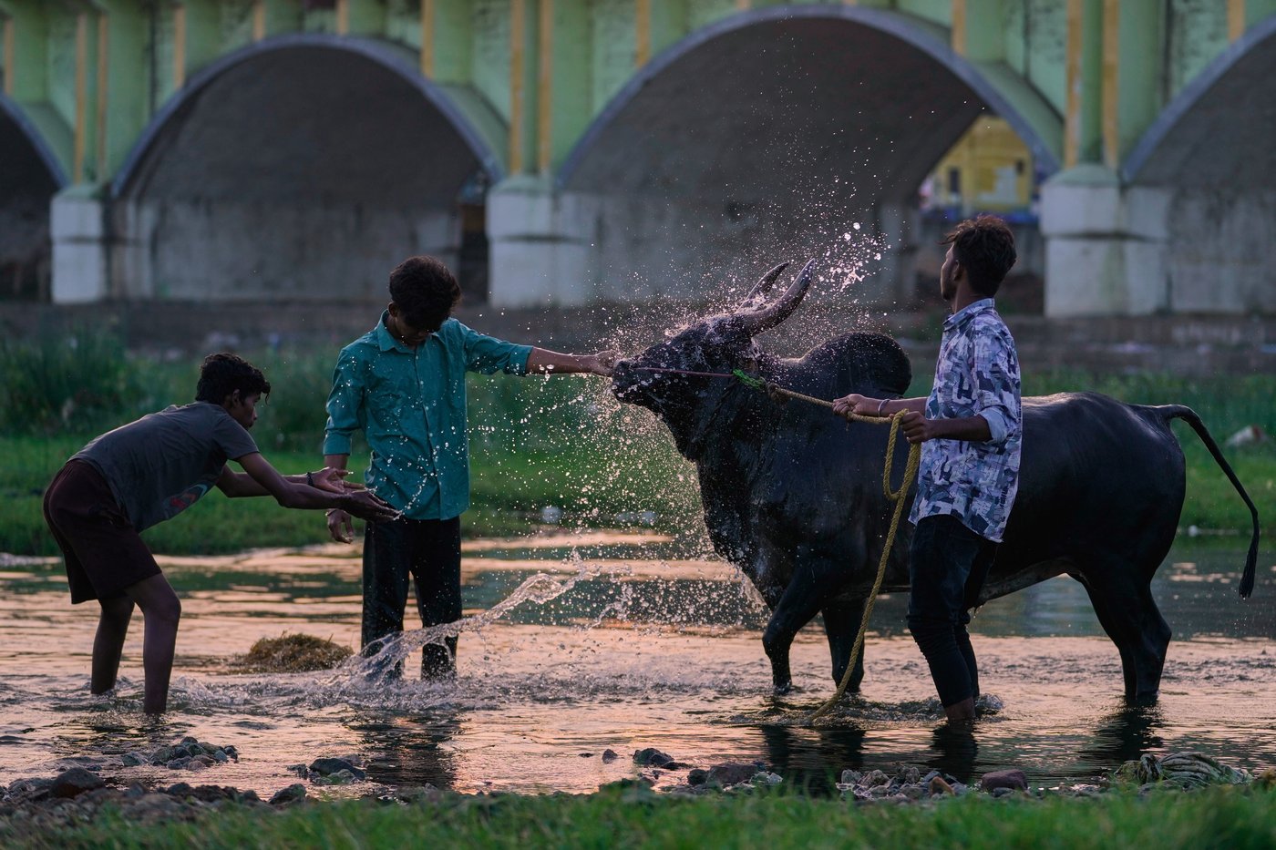 PHOTO ESSAY: Centuries-old bull festival in southern India remains a popular draw | iNFOnews.ca