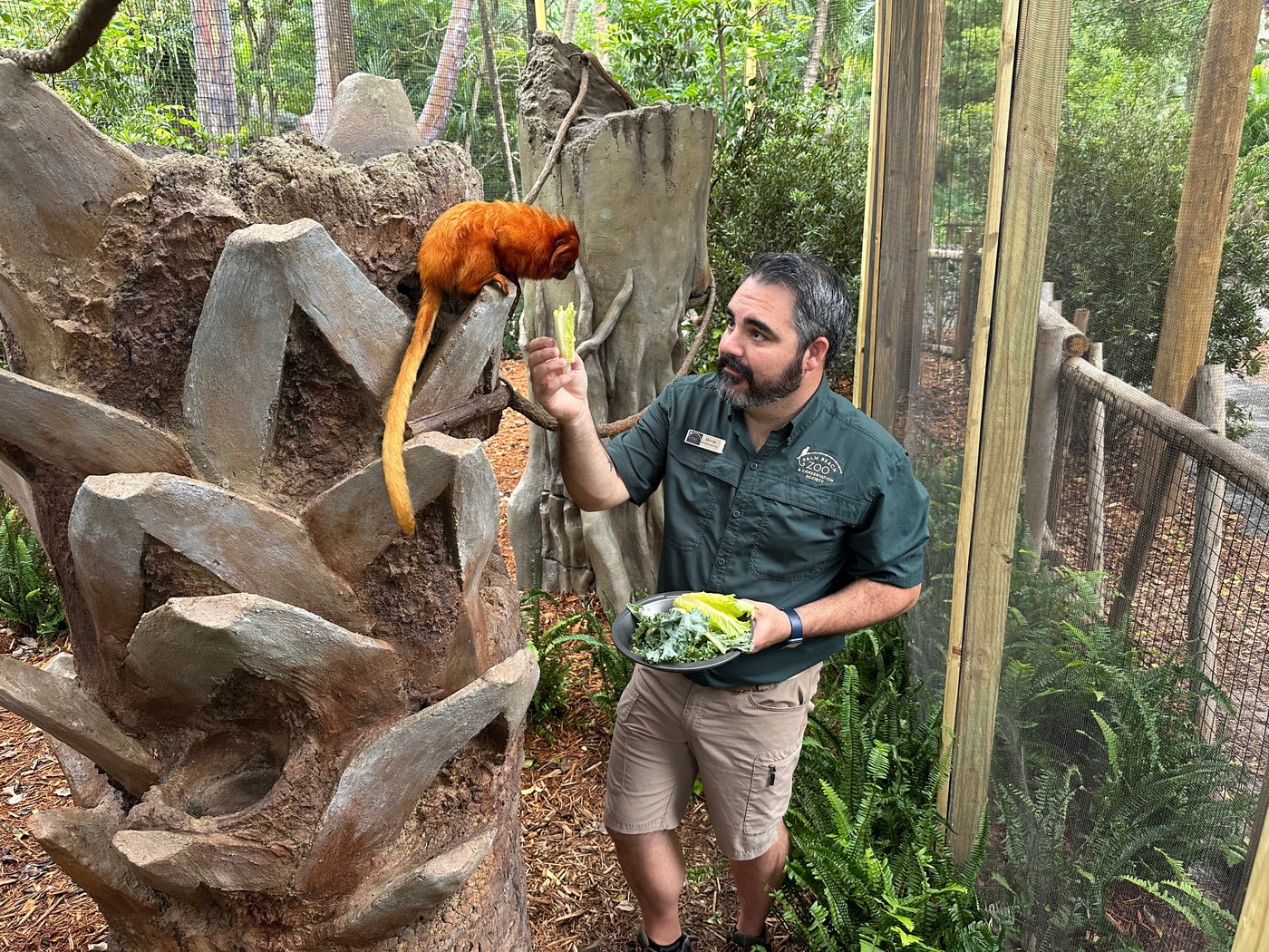 Golden lion tamarins and sloths become unlikely roommates at Palm Beach Zoo | iNFOnews.ca