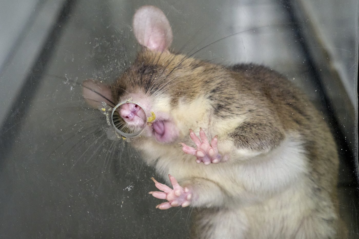 Land mines and tuberculosis are no match for Tanzanian ‘hero rats’ sniffing out danger and disease | iNFOnews.ca Land mines and tuberculosis are no match for Tanzanian ‘hero rats’ sniffing out danger and disease | iNFOnews.ca