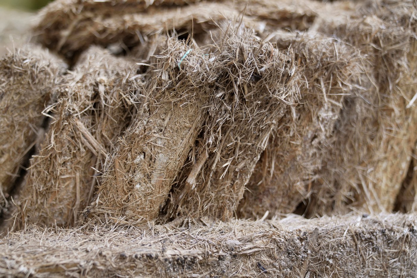 A mushroom farm in Kenya and fungi-based panels give hope for sustainable building | iNFOnews.ca A mushroom farm in Kenya and fungi-based panels give hope for sustainable building | iNFOnews.ca