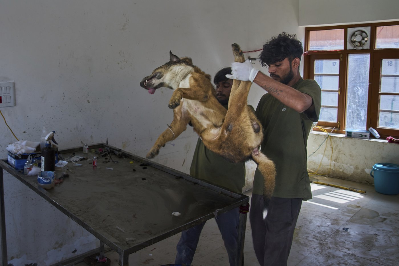 Photos of stray dogs in Indian-controlled Kashmir and attempts to control their population | iNFOnews.ca