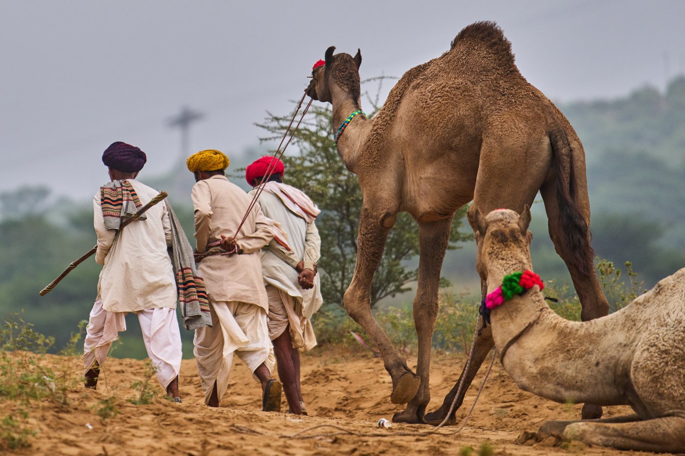 A camel fair in India's desert town of Pushkar draws traders and tourists, in photos | iNFOnews.ca