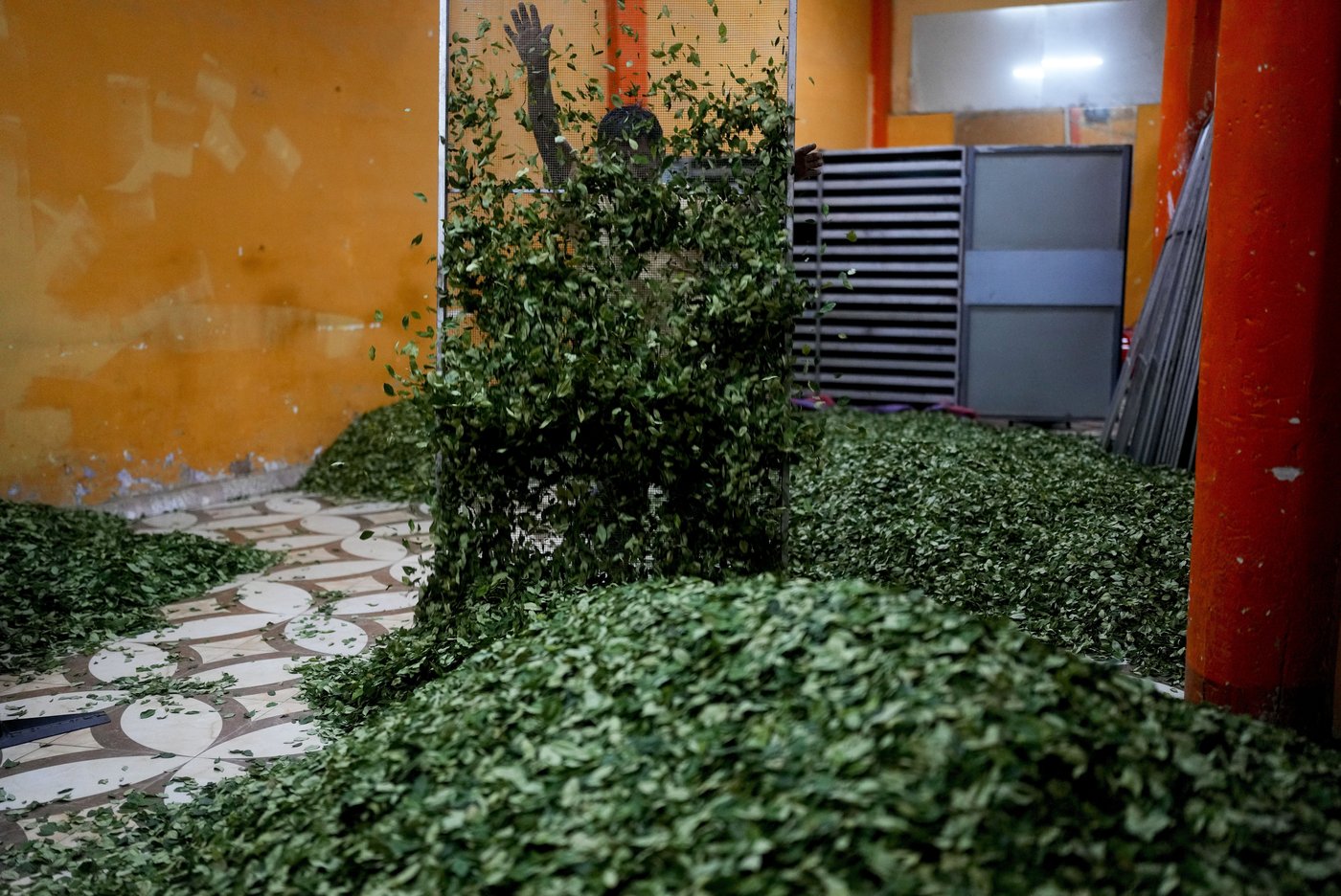 Coca leaves remain a source of work, faith and identity in Bolivia | iNFOnews.ca Coca leaves remain a source of work, faith and identity in Bolivia | iNFOnews.ca