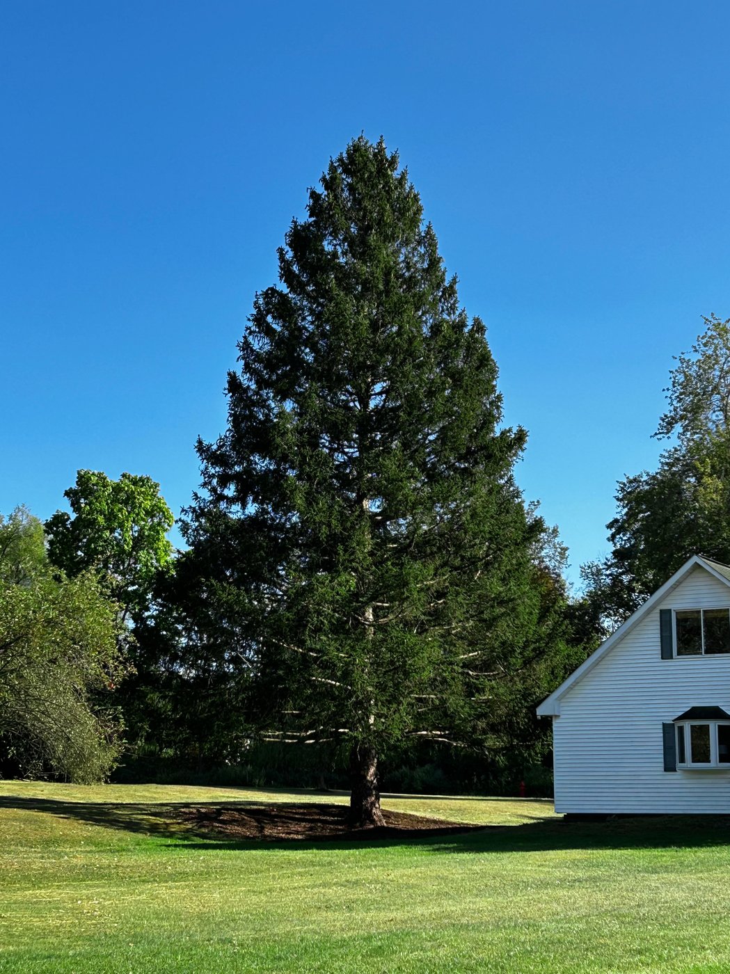 A majestic Norway spruce from upstate New York chosen as Rockefeller Center Christmas Tree | iNFOnews.ca A majestic Norway spruce from upstate New York chosen as Rockefeller Center Christmas Tree | iNFOnews.ca