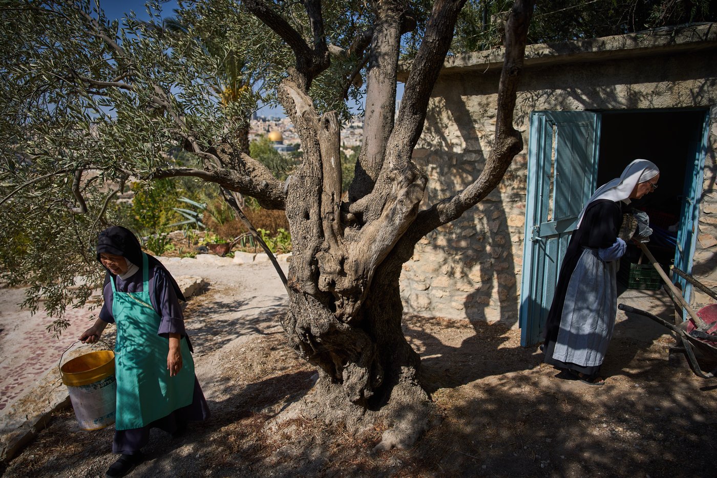 Photos show monks and nuns harvesting olives on the Holy Land’s Mount of Olives | iNFOnews.ca