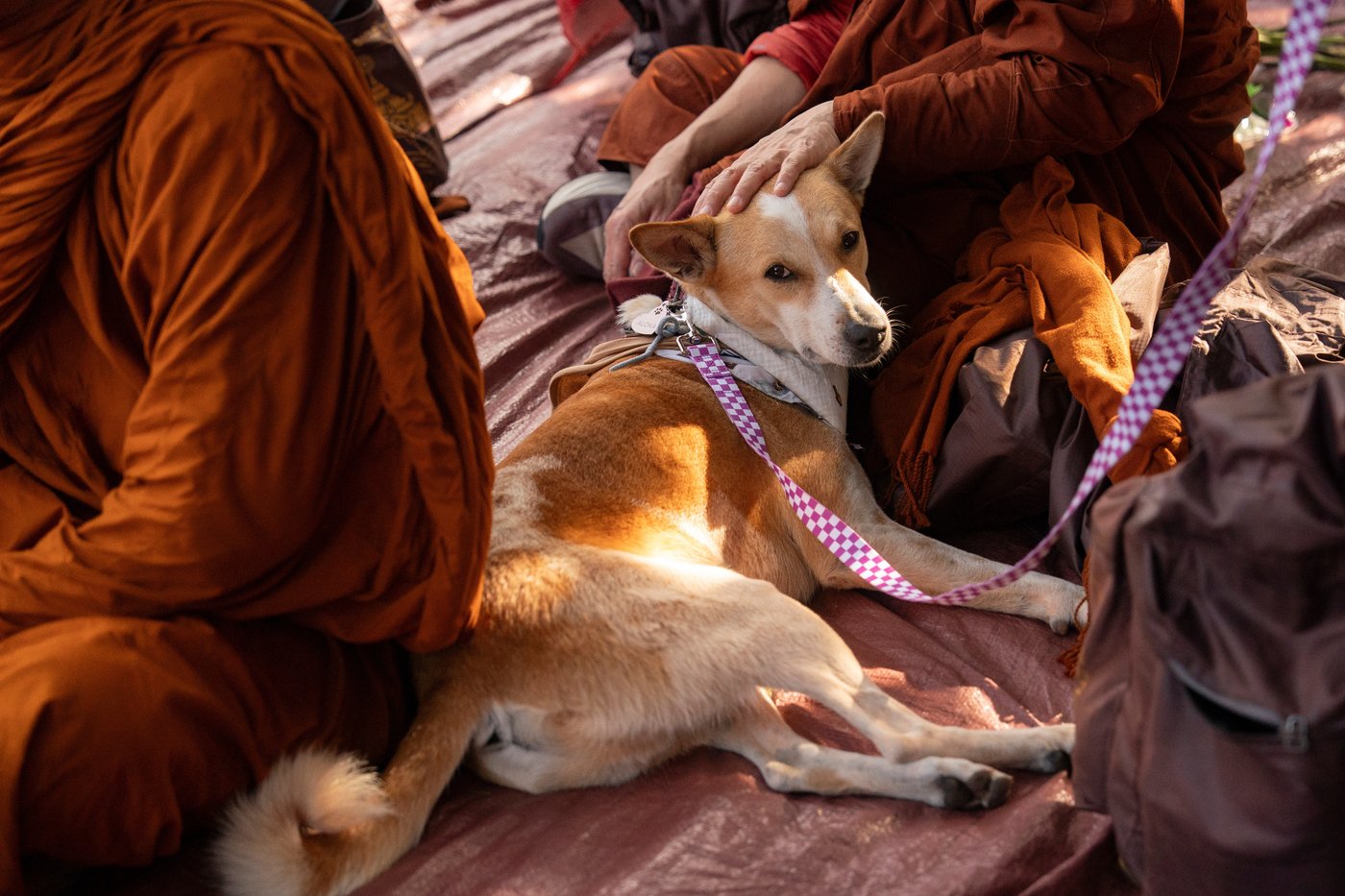 Buddhist monks and their dog captivate Americans while walking for peace | iNFOnews.ca
