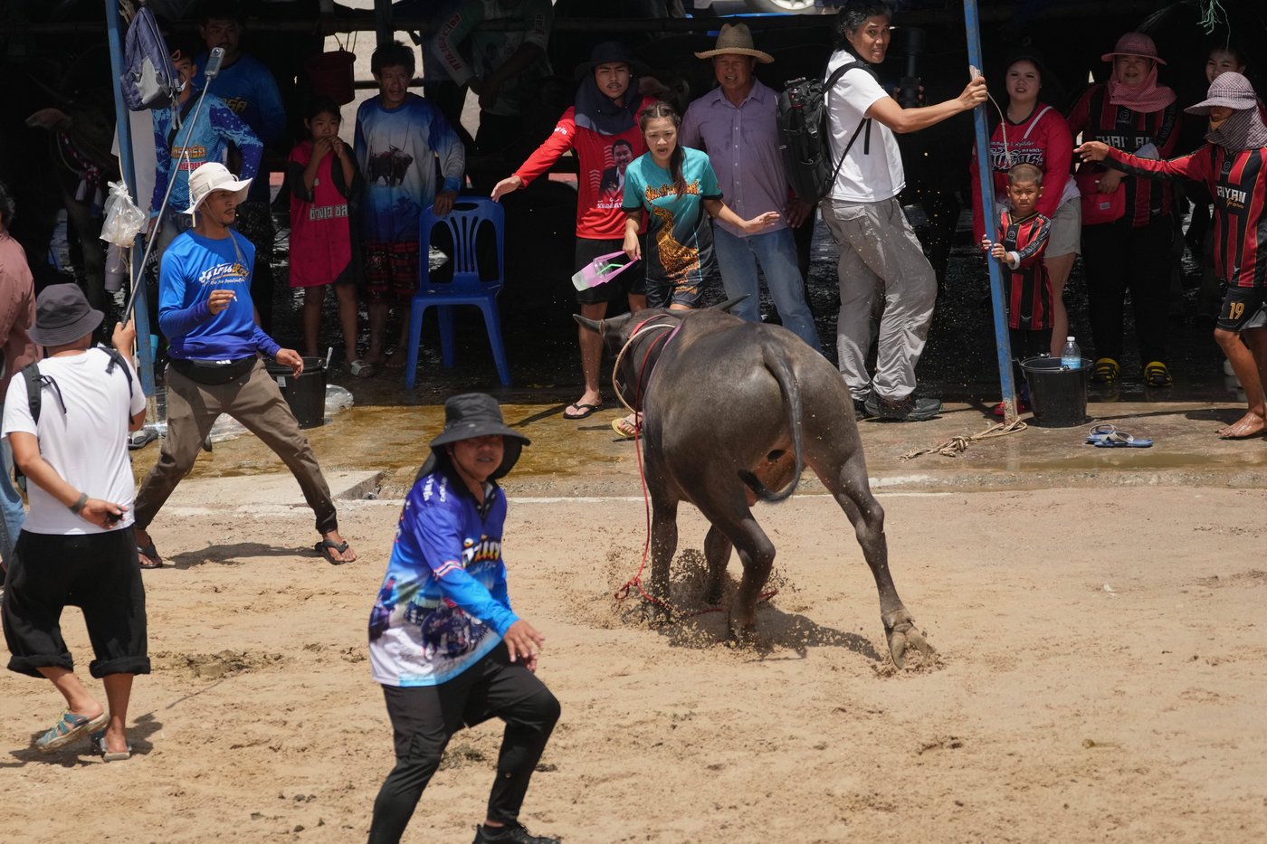 Photos show a water buffalo festival in Thailand at the start of harvest season | iNFOnews.ca