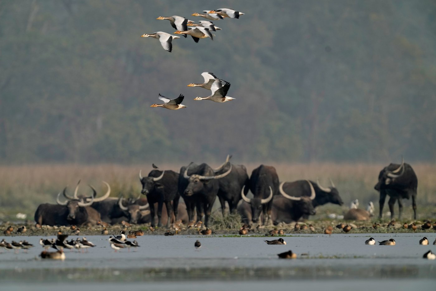 Photos show migratory birds after their arrival at an Indian wildlife sanctuary | iNFOnews.ca
