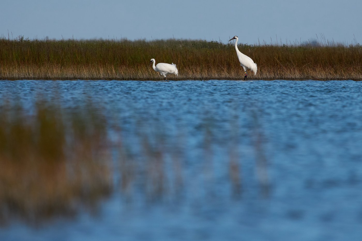 Along the Texas Coast, a new sanctuary aims to protect the endangered and rare whooping crane | iNFOnews.ca