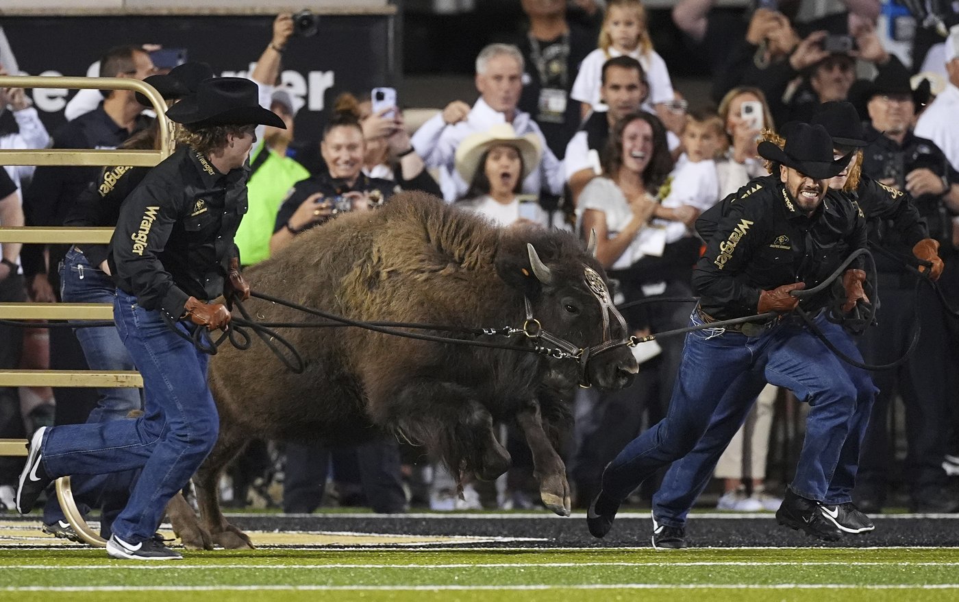 Colorado's live mascot Ralphie VII makes her debut at Folsom Field in front of cheering crowd | iNFOnews.ca Colorado's live mascot Ralphie VII makes her debut at Folsom Field in front of cheering crowd | iNFOnews.ca