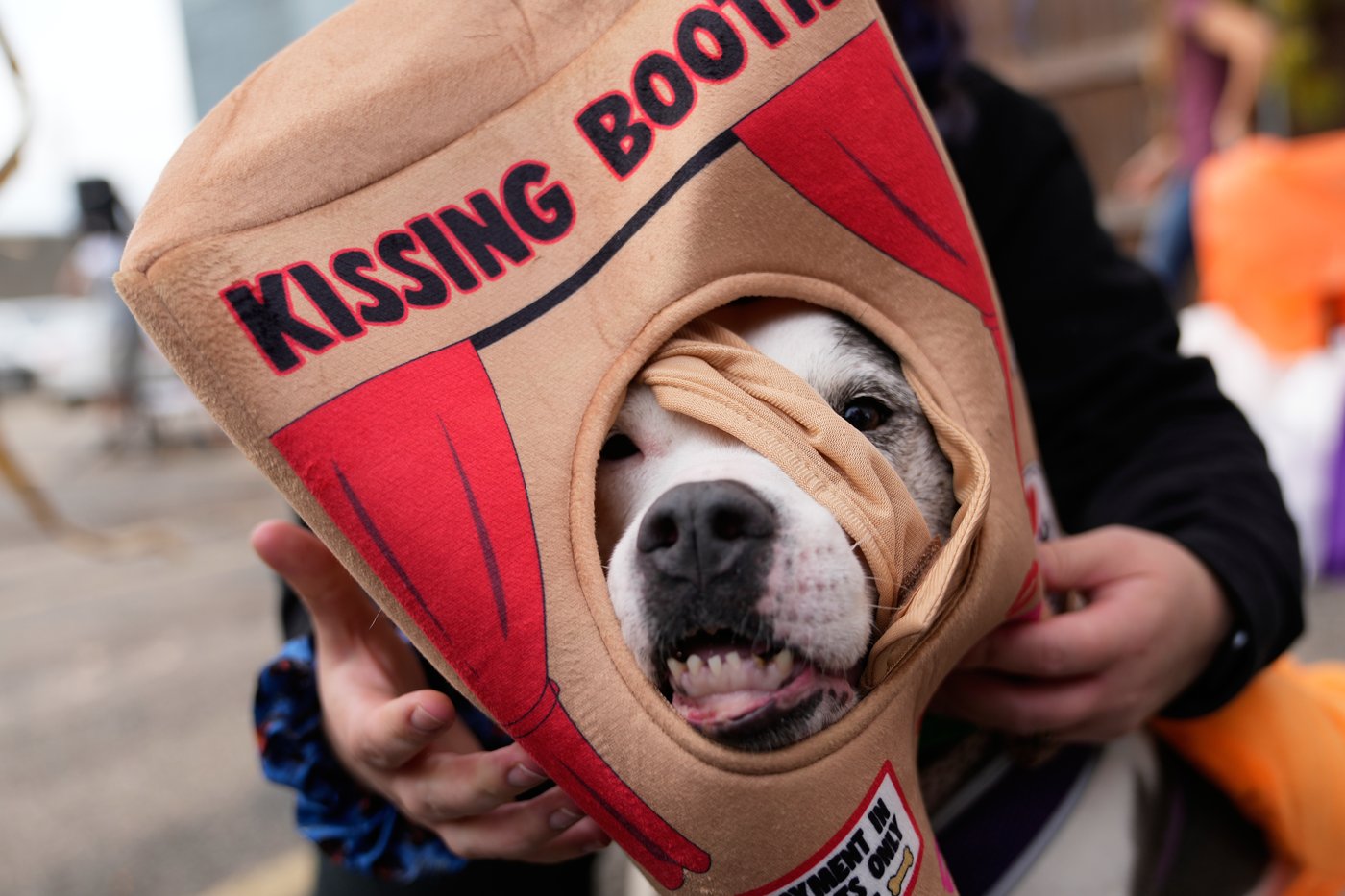 Dozens of costumed canines get their chance to trick-or-treating at Howloween event in Michigan | iNFOnews.ca Dozens of costumed canines get their chance to trick-or-treating at Howloween event in Michigan | iNFOnews.ca