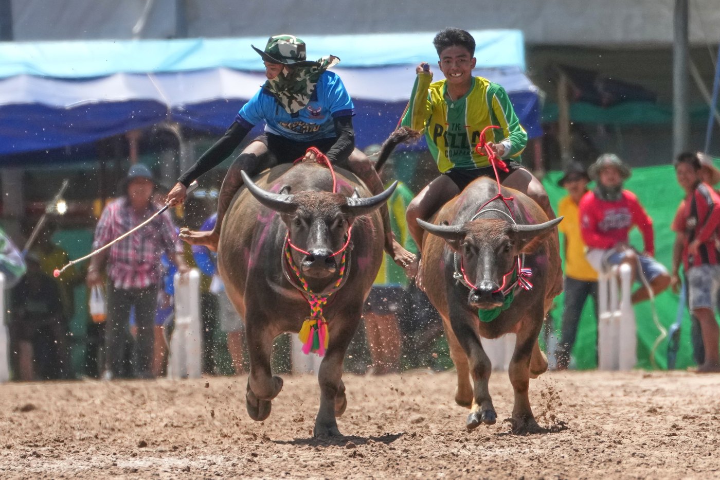 Thailand's water buffaloes have upgraded their status from draft animals to prized competitors | iNFOnews.ca
