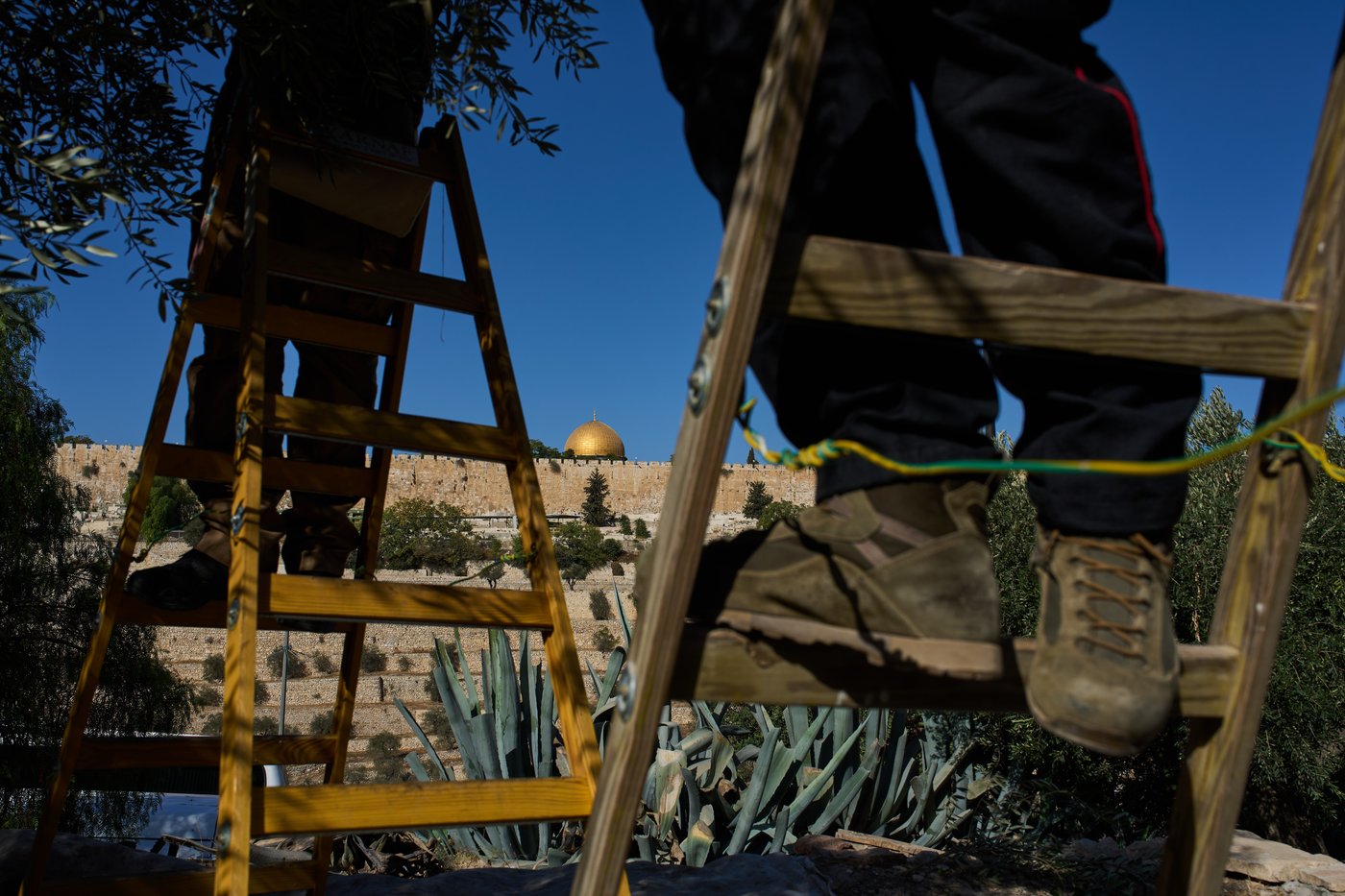 On Mount of Olives where Jesus prayed, monks and nuns keep harvesting olives | iNFOnews.ca On Mount of Olives where Jesus prayed, monks and nuns keep harvesting olives | iNFOnews.ca