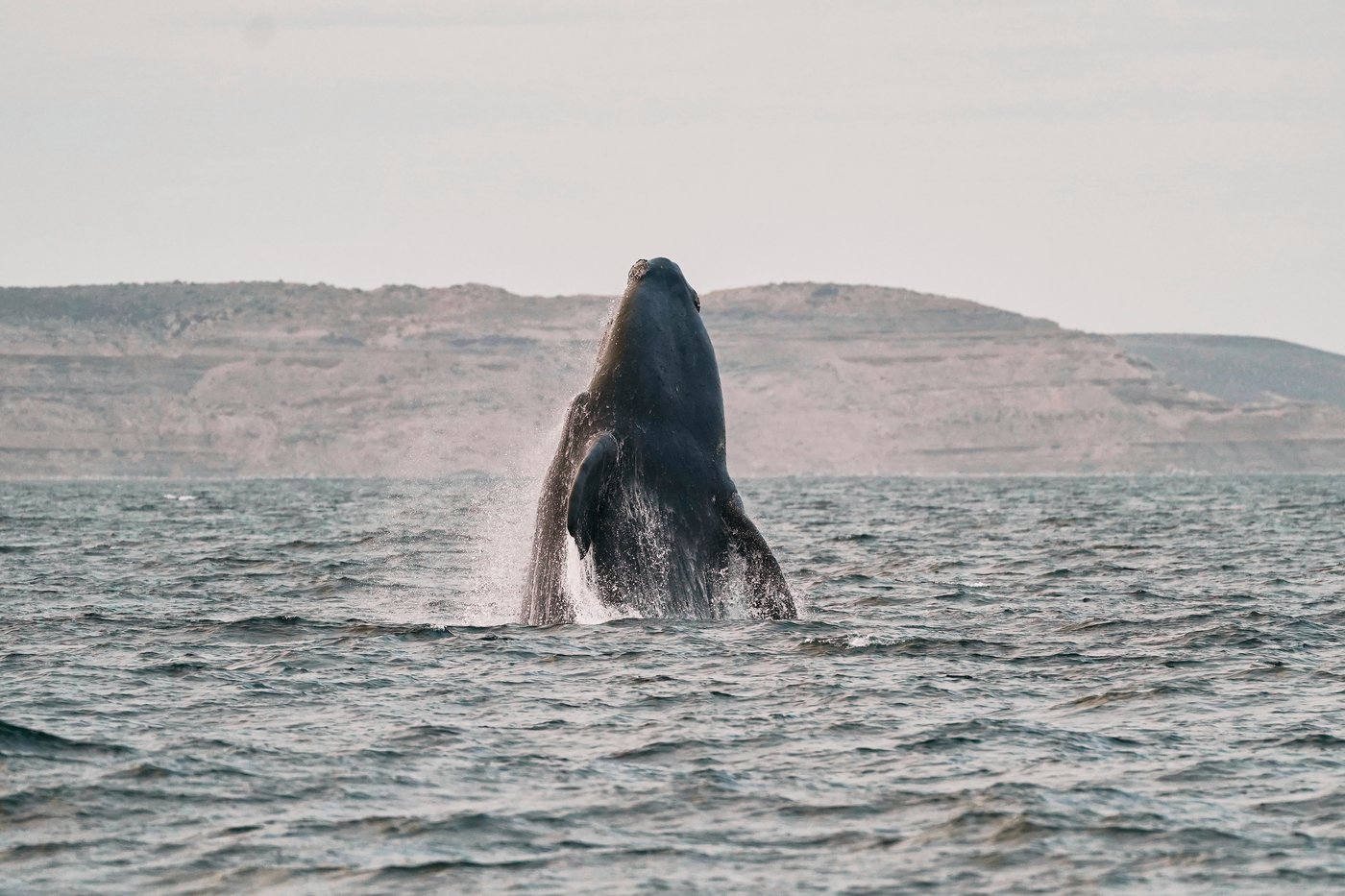 Southern right whales awe admirers in Patagonia after coming back from brink of extinction | iNFOnews.ca