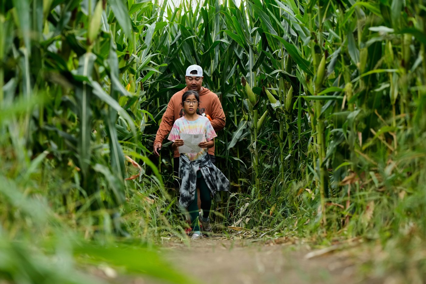 Giant Northern California corn maze lets visitors enjoy getting lost | iNFOnews.ca