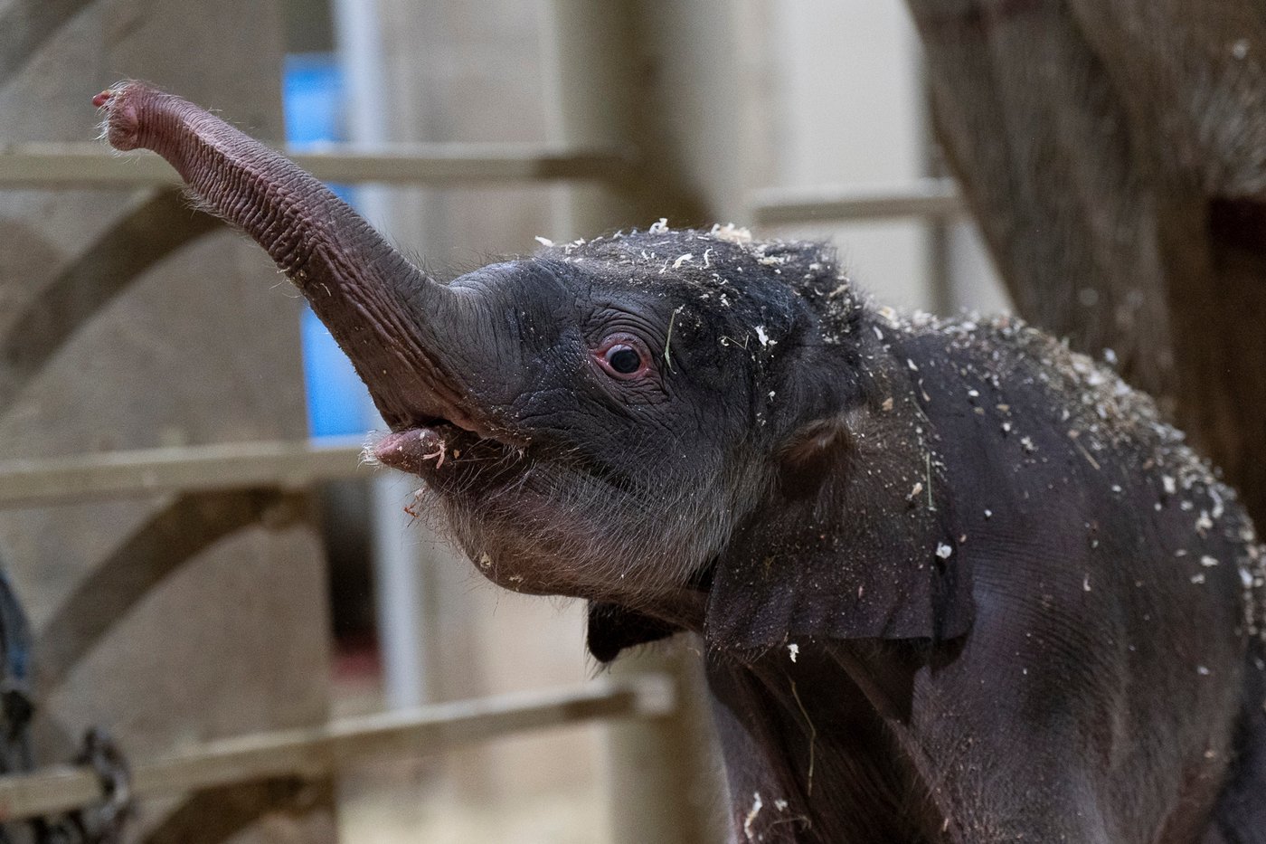 Columbus Zoo welcomes 2nd Asian elephant calf this year | iNFOnews.ca Columbus Zoo welcomes 2nd Asian elephant calf this year | iNFOnews.ca