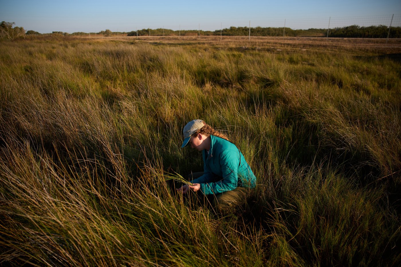 Along the Texas Coast, a new sanctuary aims to protect the endangered and rare whooping crane | iNFOnews.ca