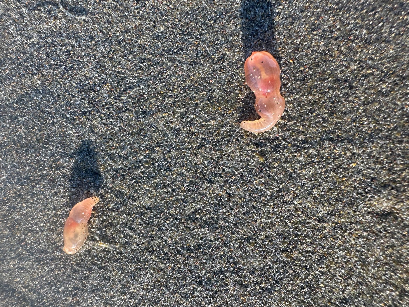 Sea cucumbers wash ashore by the thousands in a coastal Oregon town | iNFOnews.ca Sea cucumbers wash ashore by the thousands in a coastal Oregon town | iNFOnews.ca