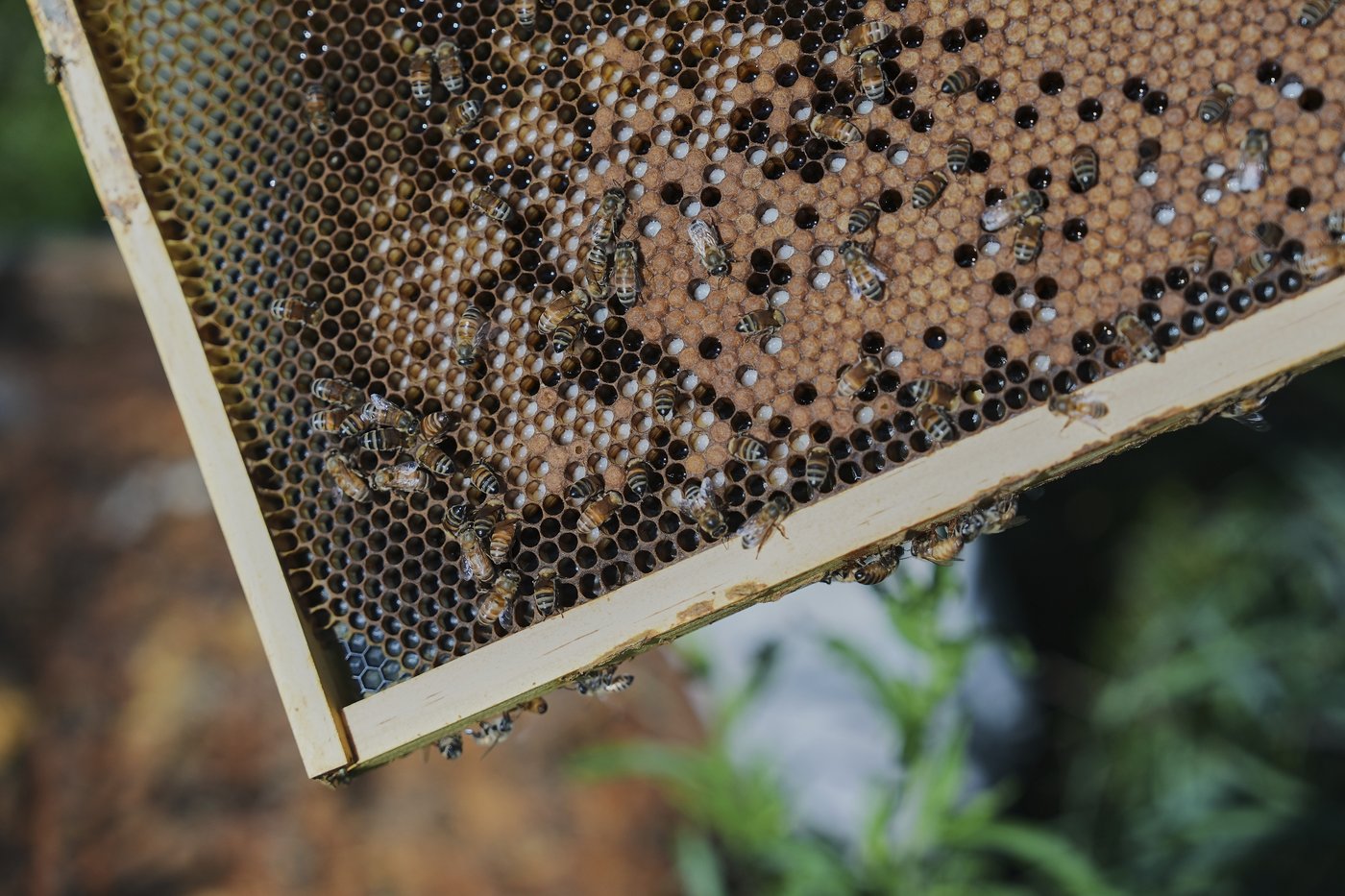 Beekeepers call for import ban on non-North American bees as deadly mite spreads | iNFOnews.ca Beekeepers call for import ban on non-North American bees as deadly mite spreads | iNFOnews.ca