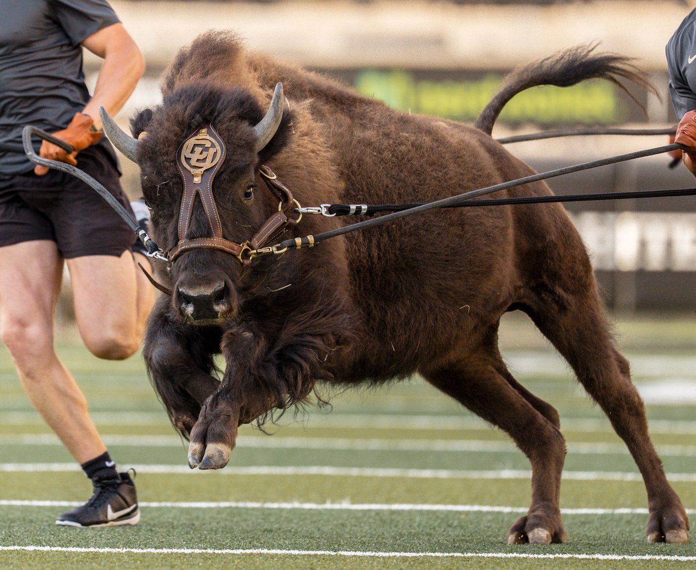 Colorado to debut new live buffalo mascot against Wyoming | iNFOnews.ca