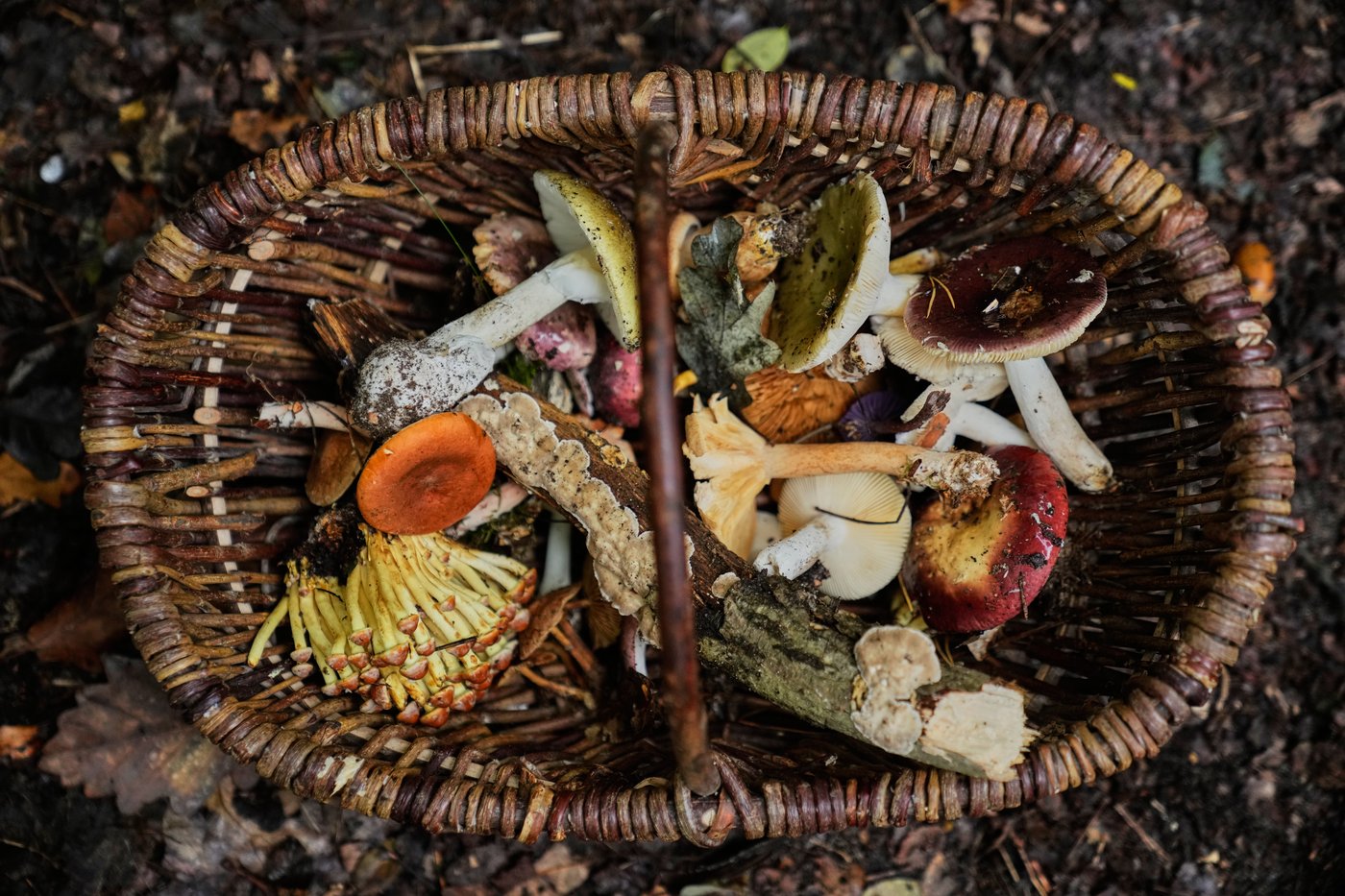Mushroom hunting in Germany sees a revival thanks to veganism and medicinal fungi, in photos | iNFOnews.ca